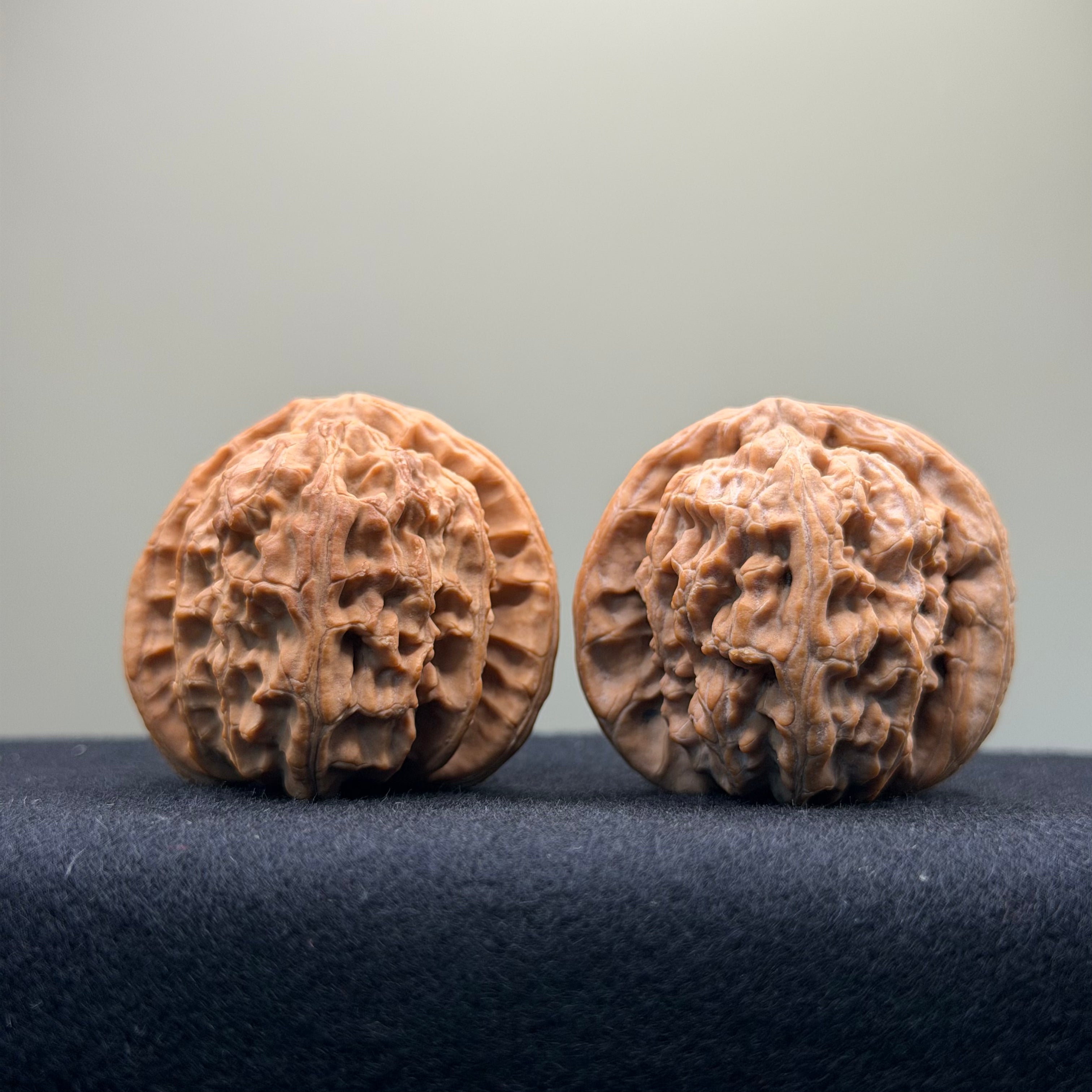 White Lion Wenwan Walnut · 39mm · Natural · Select Ritual