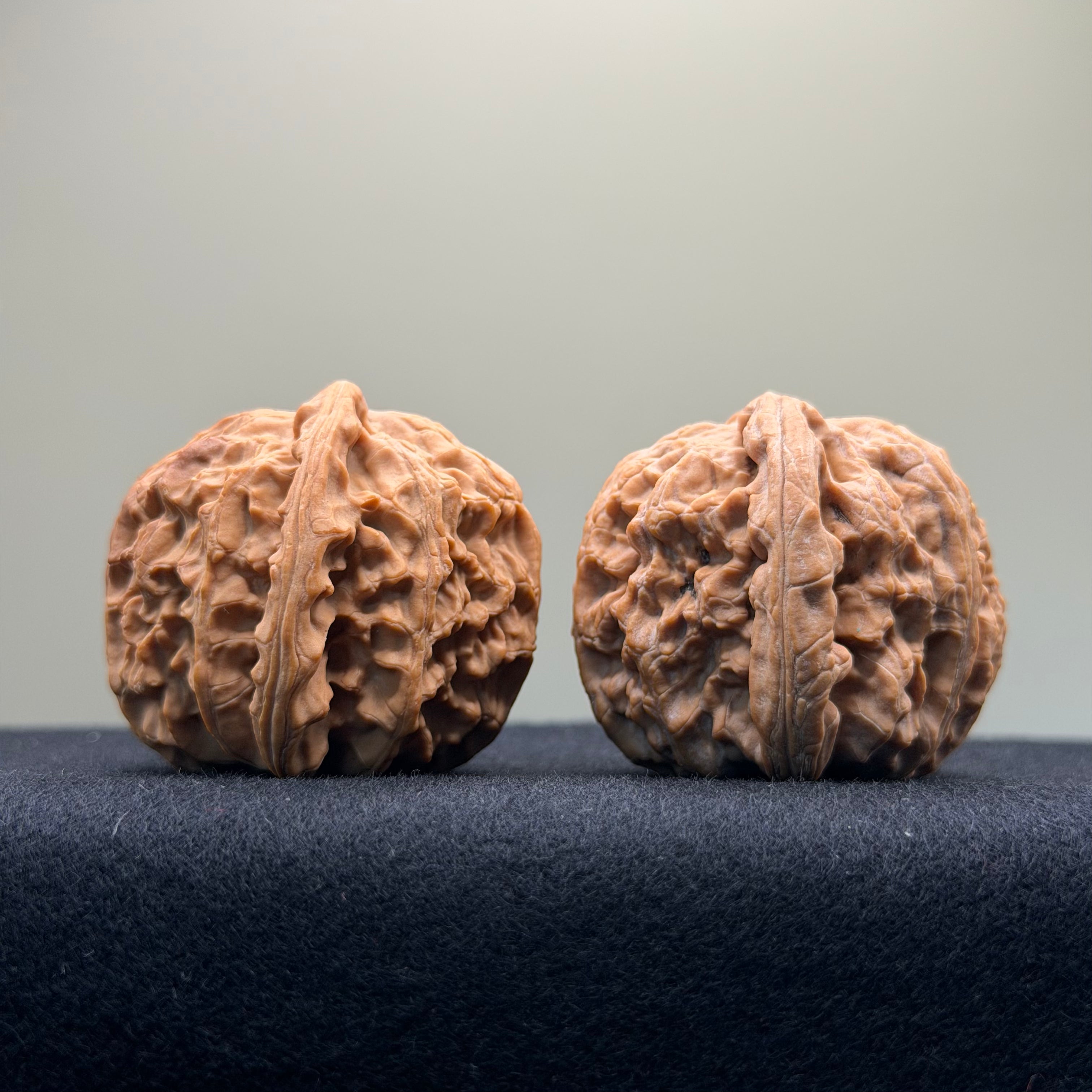 White Lion Wenwan Walnut · 39mm · Natural · Select Ritual