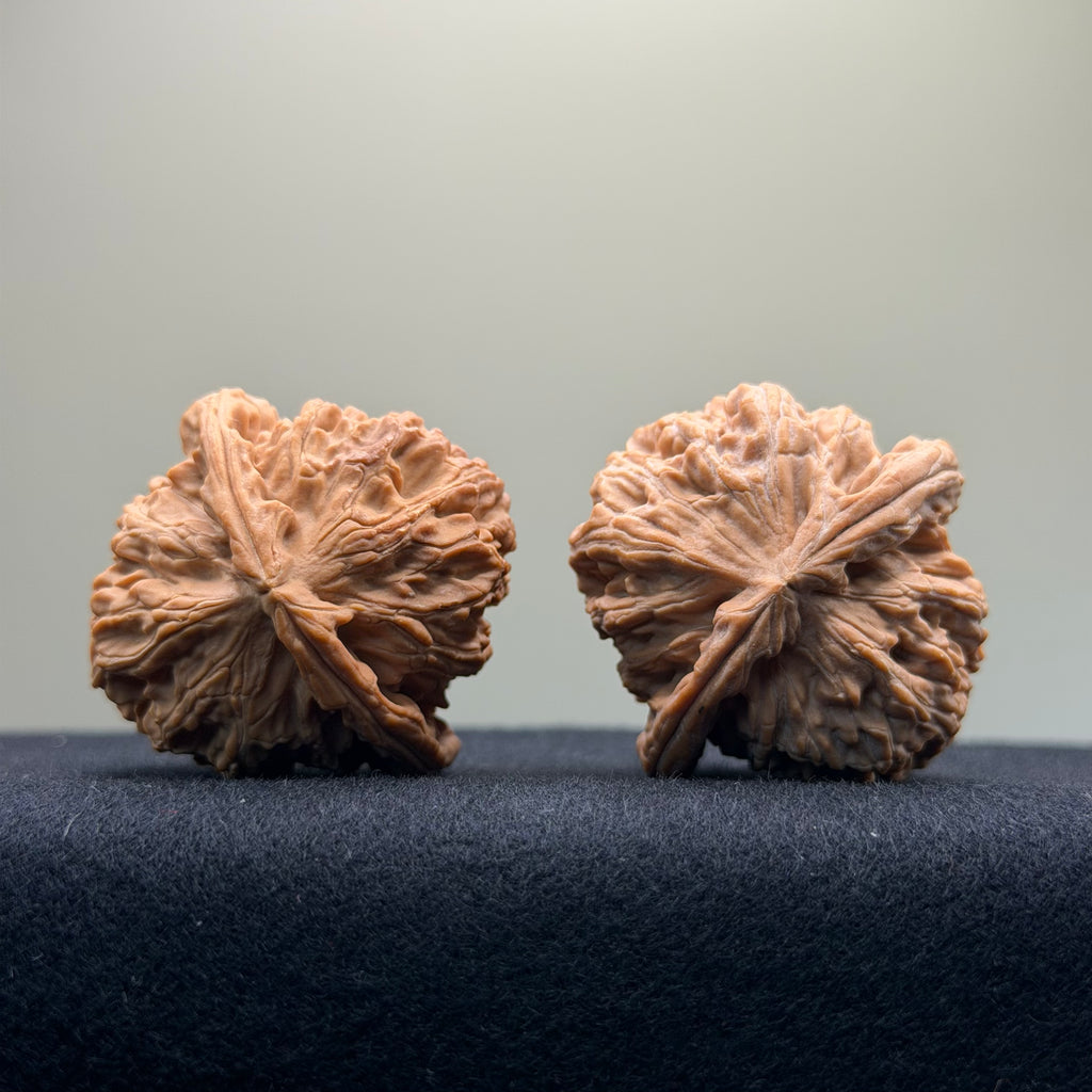 White Lion Wenwan Walnut · 39mm · Natural · Select Ritual