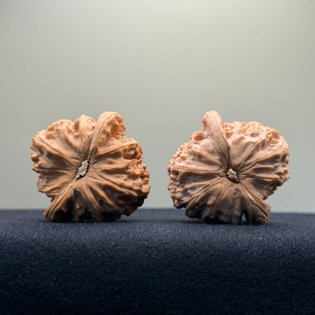 White Lion Wenwan Walnut · 39mm · Natural · Select Ritual