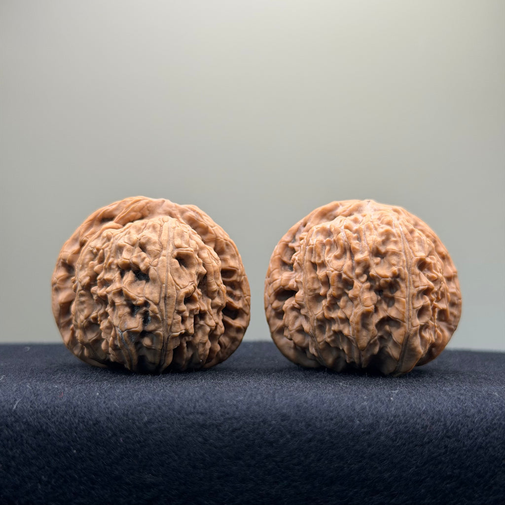 White Lion Wenwan Walnut · 41mm · Natural · Select Ritual