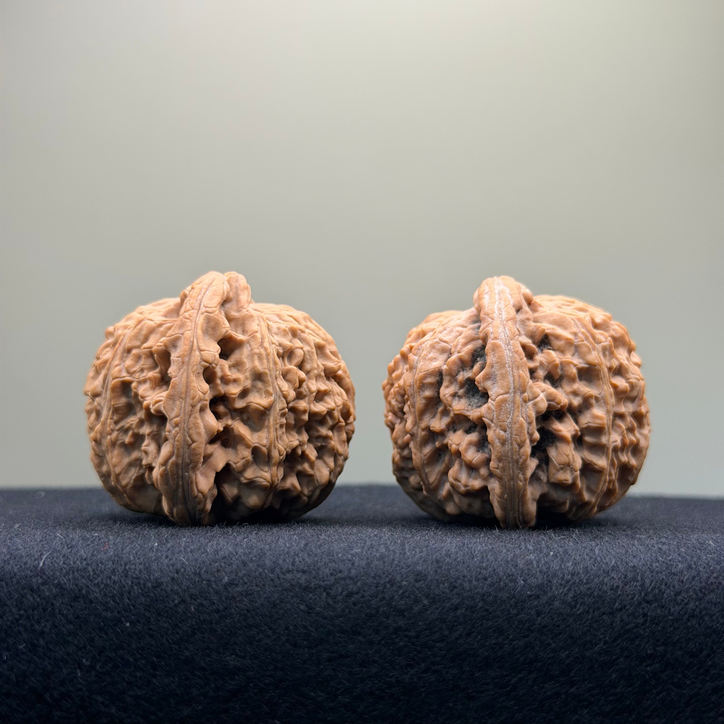 White Lion Wenwan Walnut · 41mm · Natural · Select Ritual