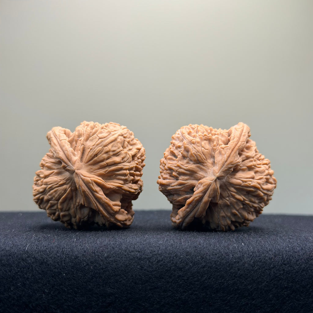 White Lion Wenwan Walnut · 41mm · Natural · Select Ritual