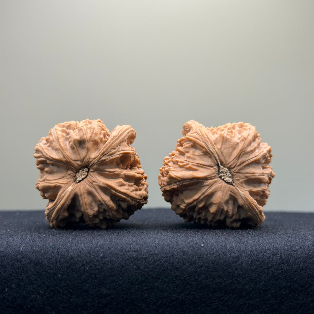 White Lion Wenwan Walnut · 41mm · Natural · Select Ritual