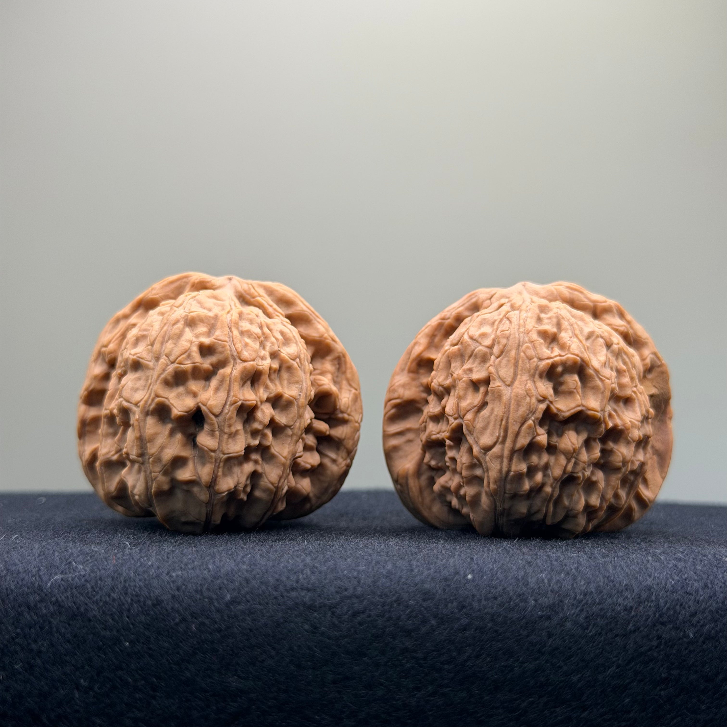 White Lion Wenwan Walnut · 41mm · Natural · Select Ritual