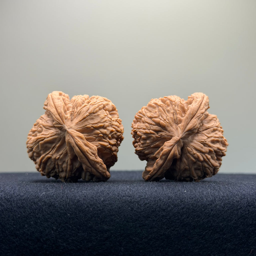 White Lion Wenwan Walnut · 41mm · Natural · Select Ritual
