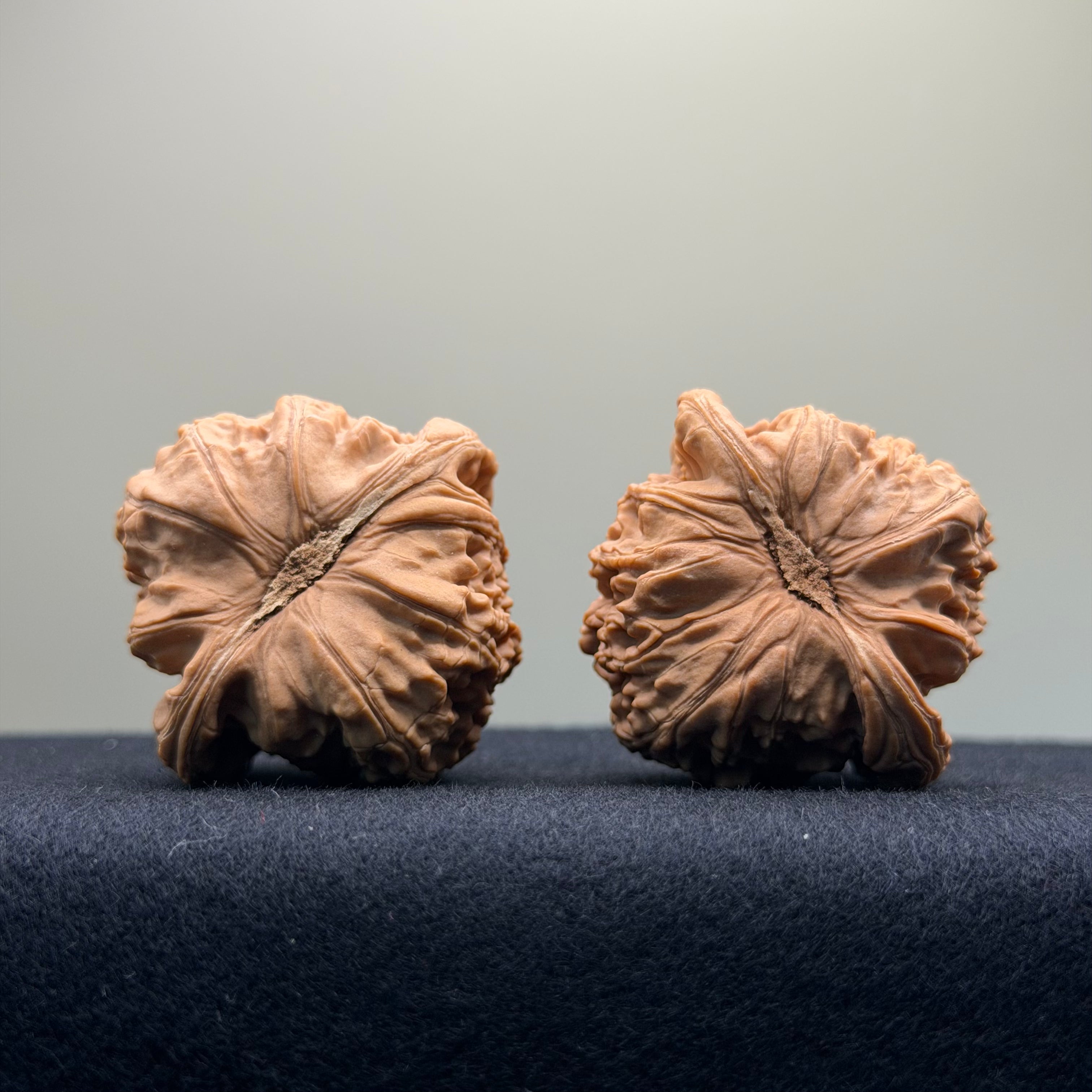 White Lion Wenwan Walnut · 41mm · Natural · Select Ritual