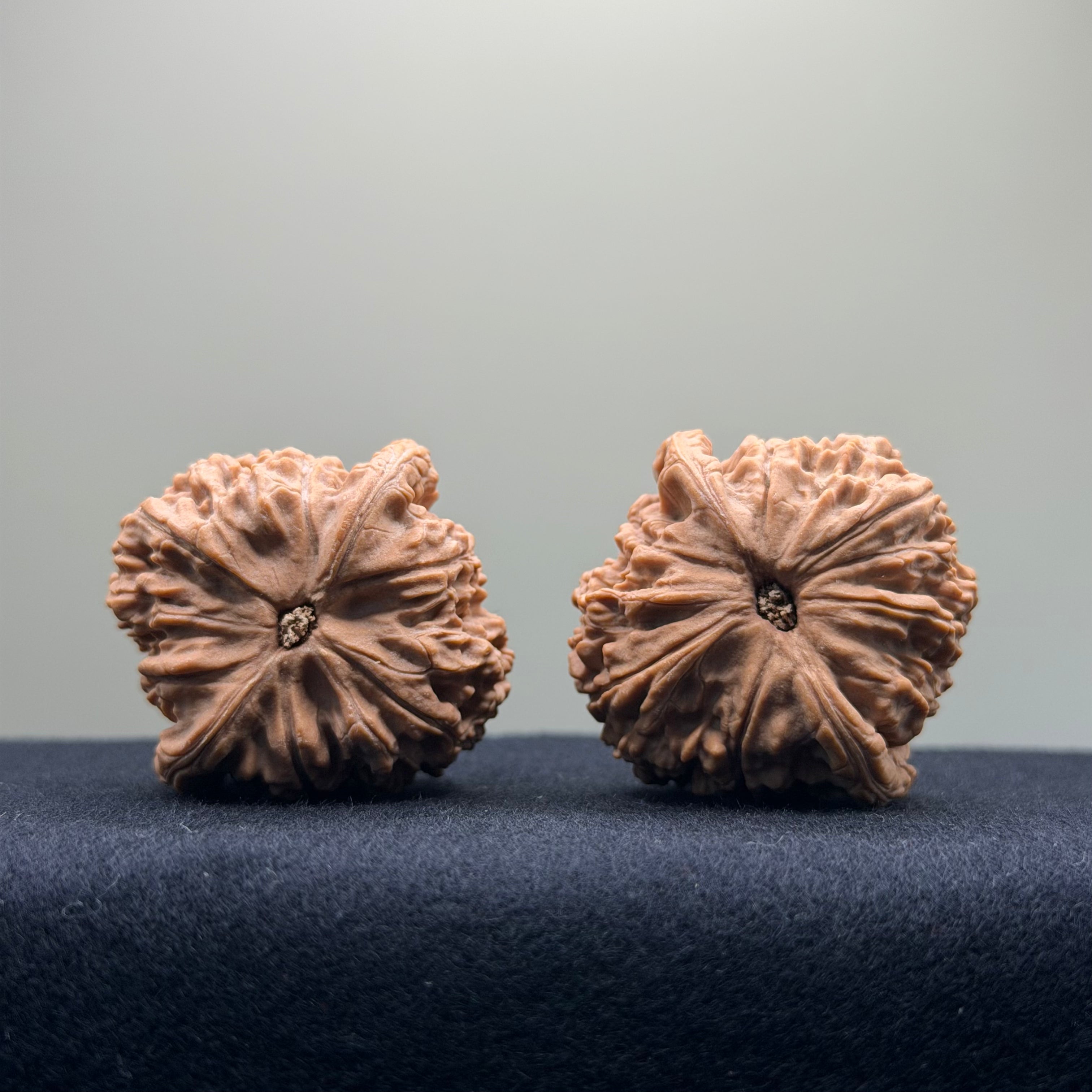 Red Lion Wenwan Walnut · 40mm · Natural · Entry Ritual