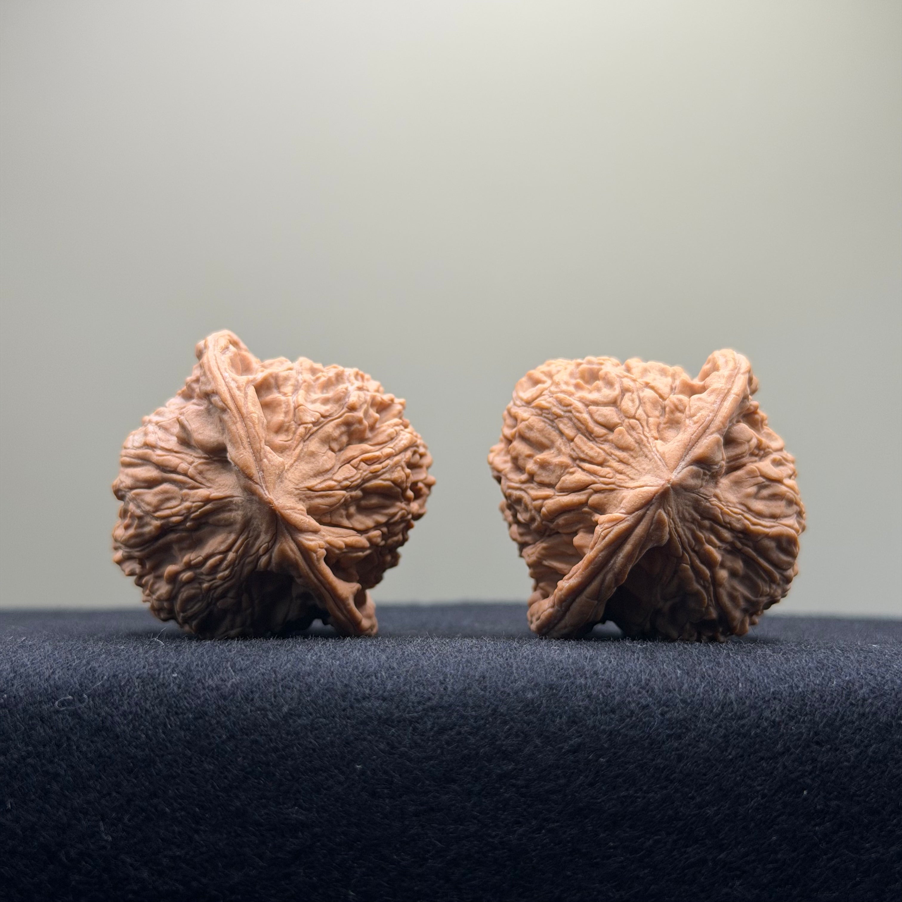 Red Lion Wenwan Walnut · 38mm · Natural · Entry Ritual