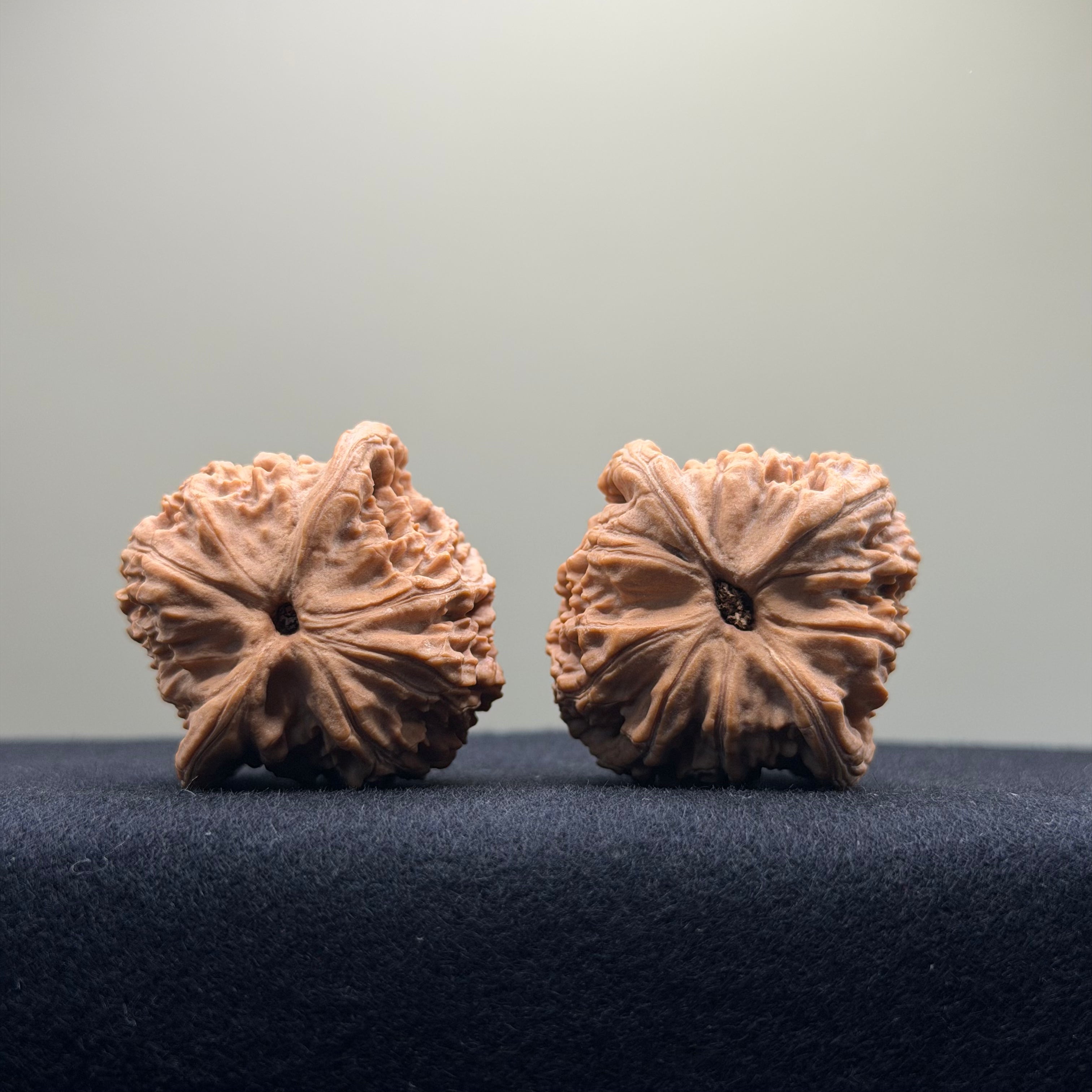 Red Lion Wenwan Walnut · 38mm · Natural · Entry Ritual