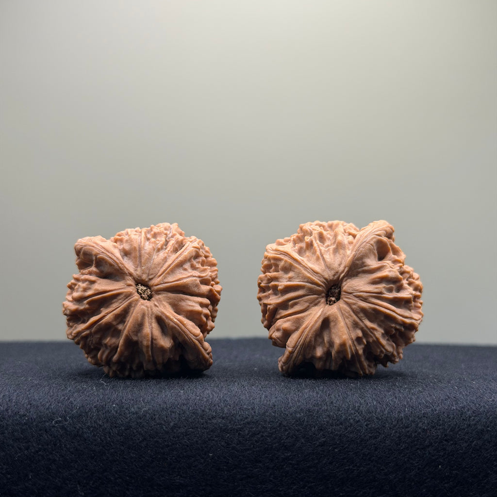 Red Lion Wenwan Walnut · 37mm · Natural · Entry Ritual