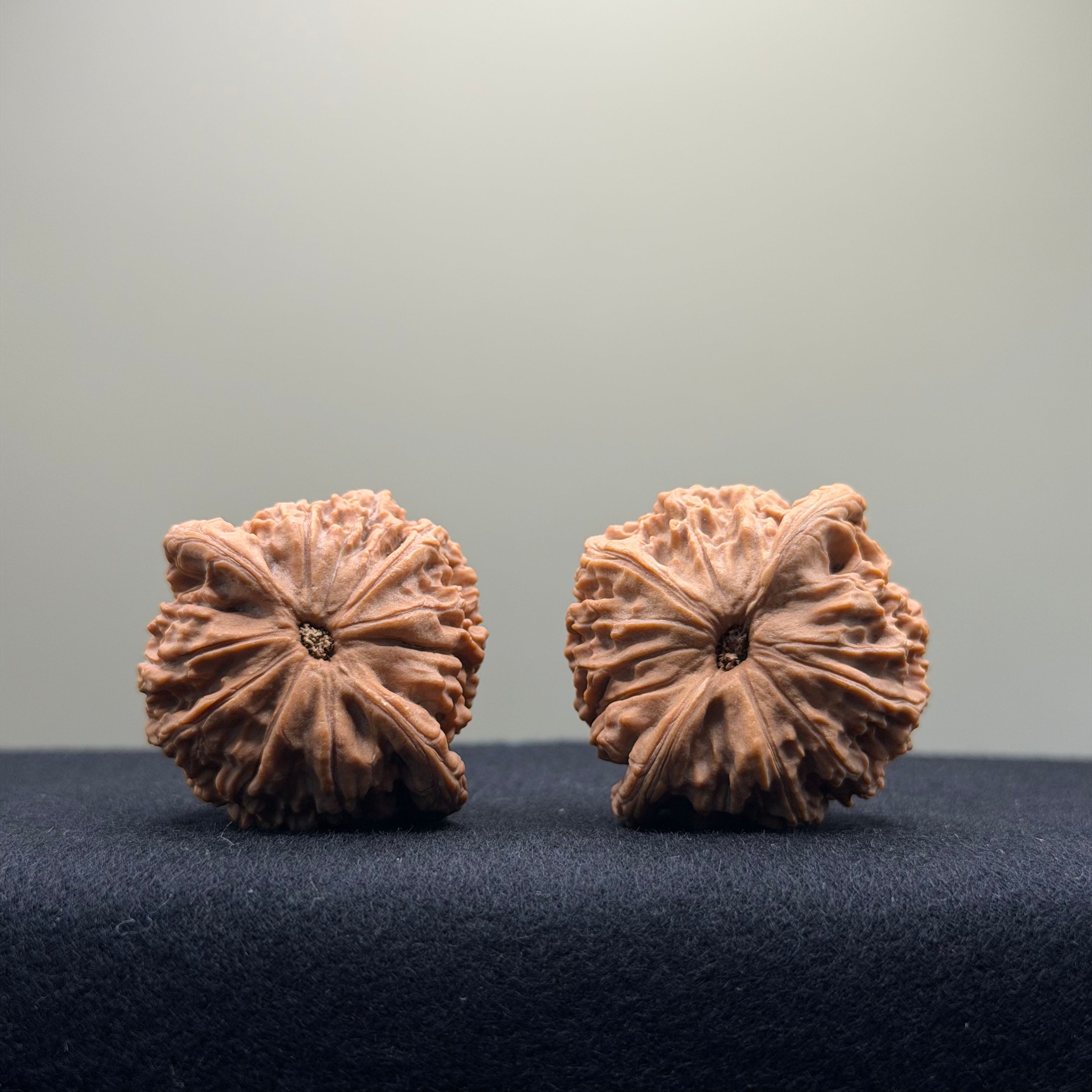 Red Lion Wenwan Walnut · 37mm · Natural · Entry Ritual