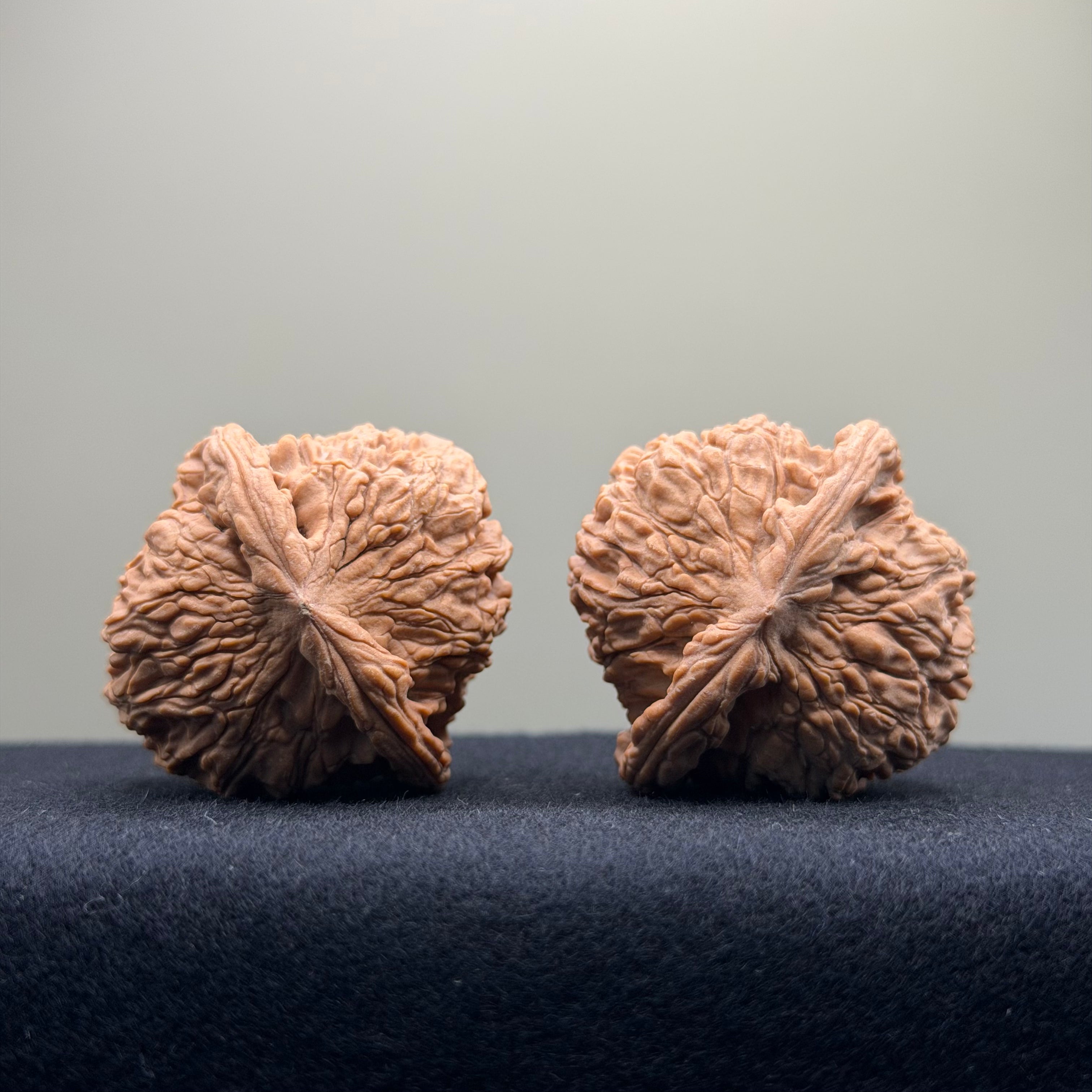 Red Lion Wenwan Walnut · 40mm · Natural · Entry Ritual