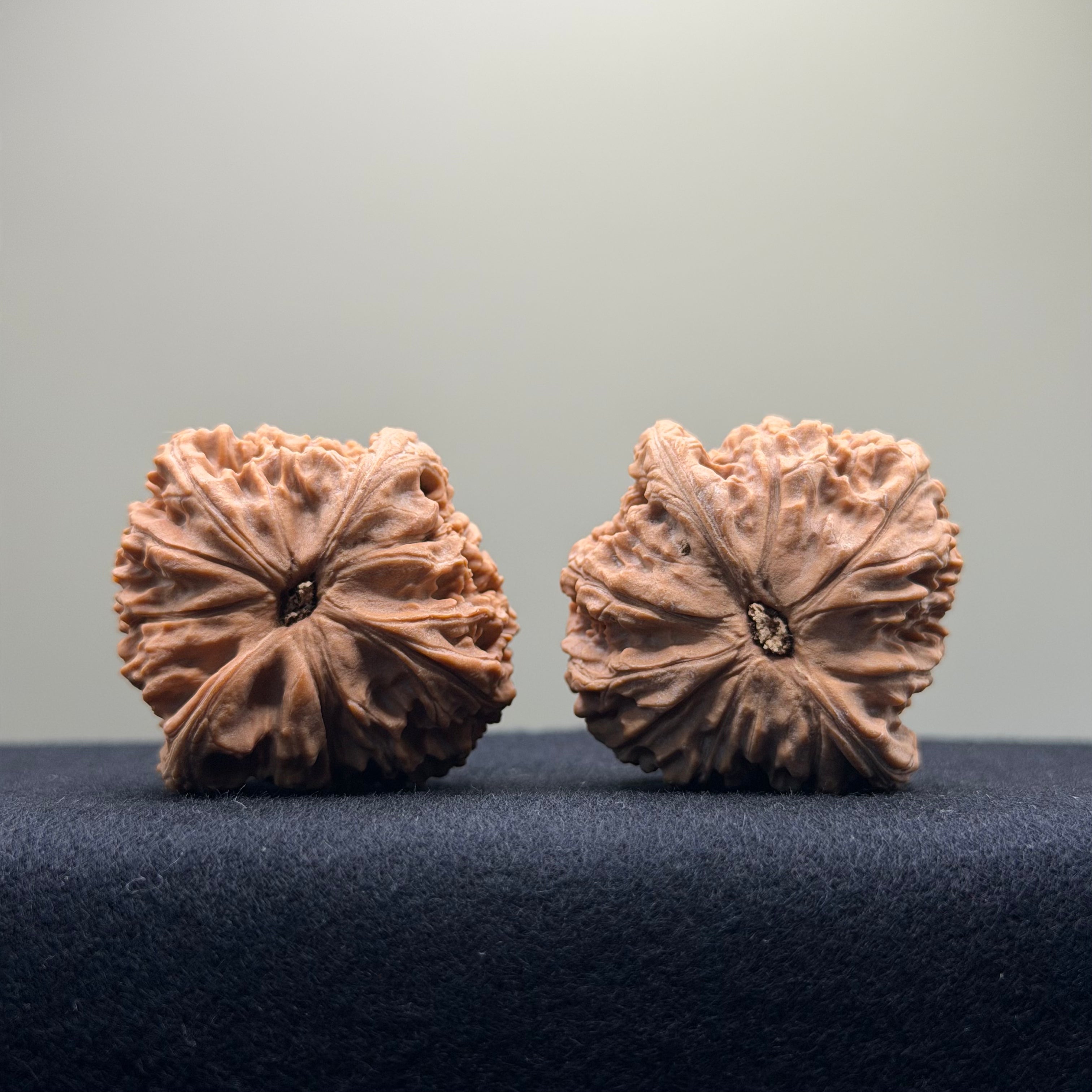 Red Lion Wenwan Walnut · 40mm · Natural · Entry Ritual