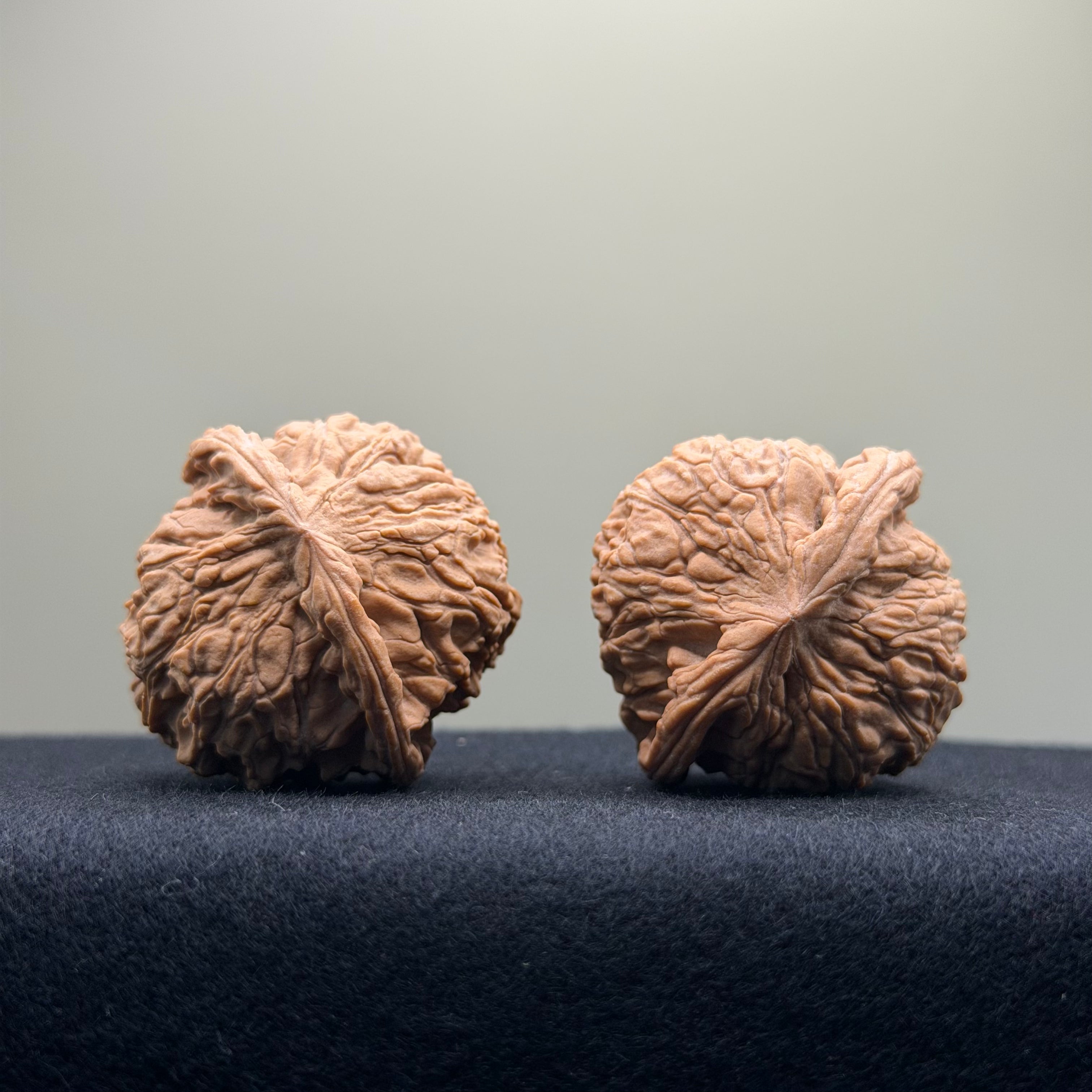 Red Lion Wenwan Walnut · 39mm · Natural · Entry Ritual