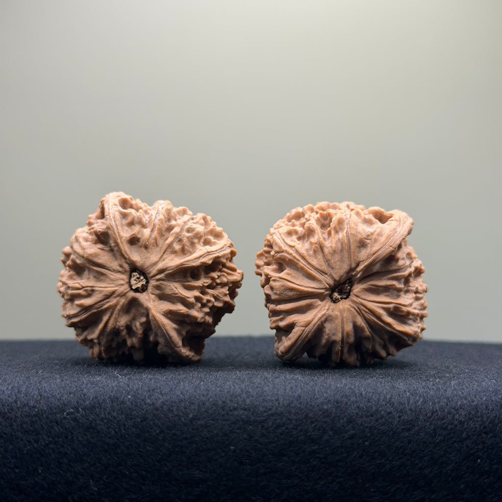 Red Lion Wenwan Walnut · 39mm · Natural · Entry Ritual