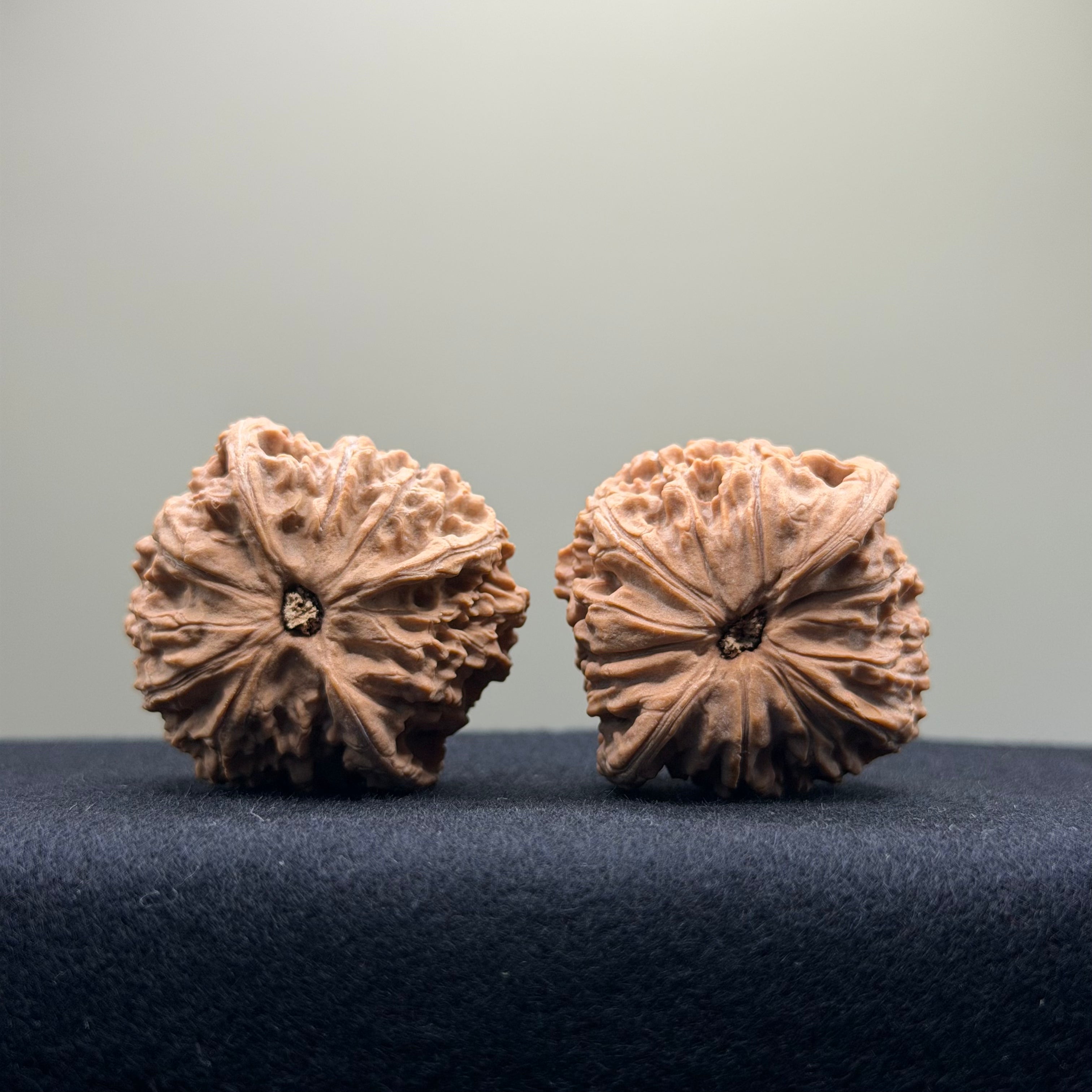 Red Lion Wenwan Walnut · 39mm · Natural · Entry Ritual