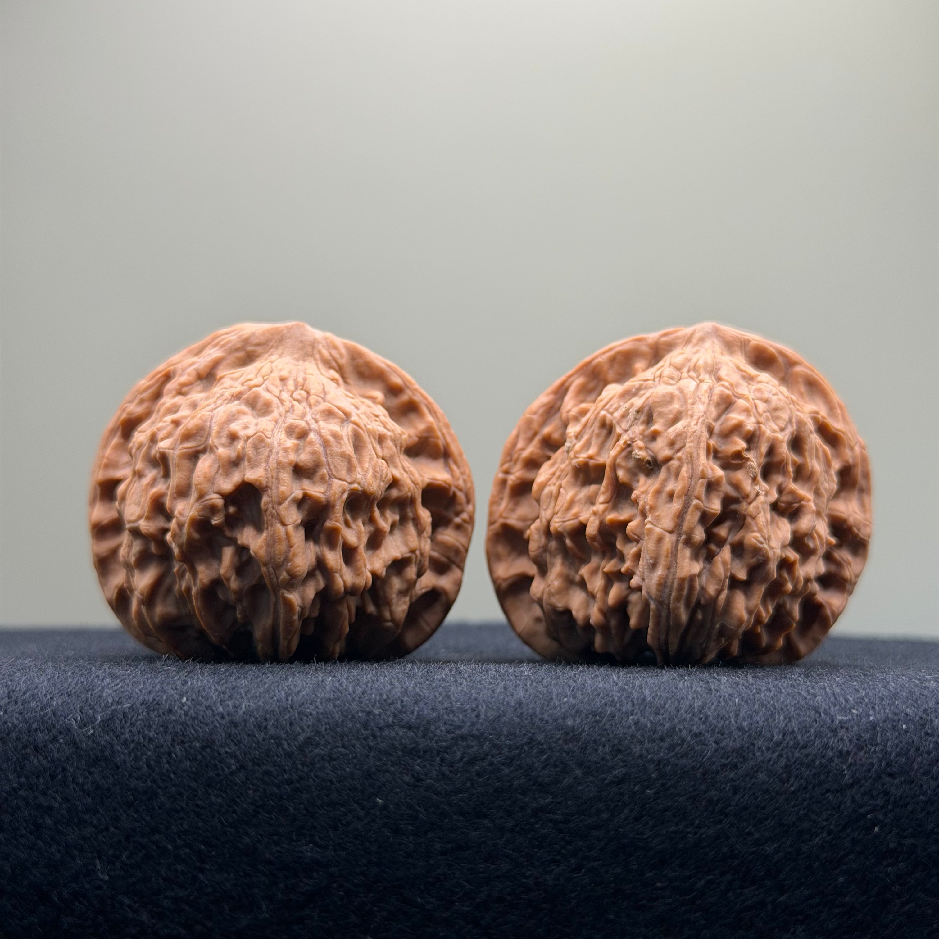 Red Lion Wenwan Walnut · 39mm · Natural · Entry Ritual