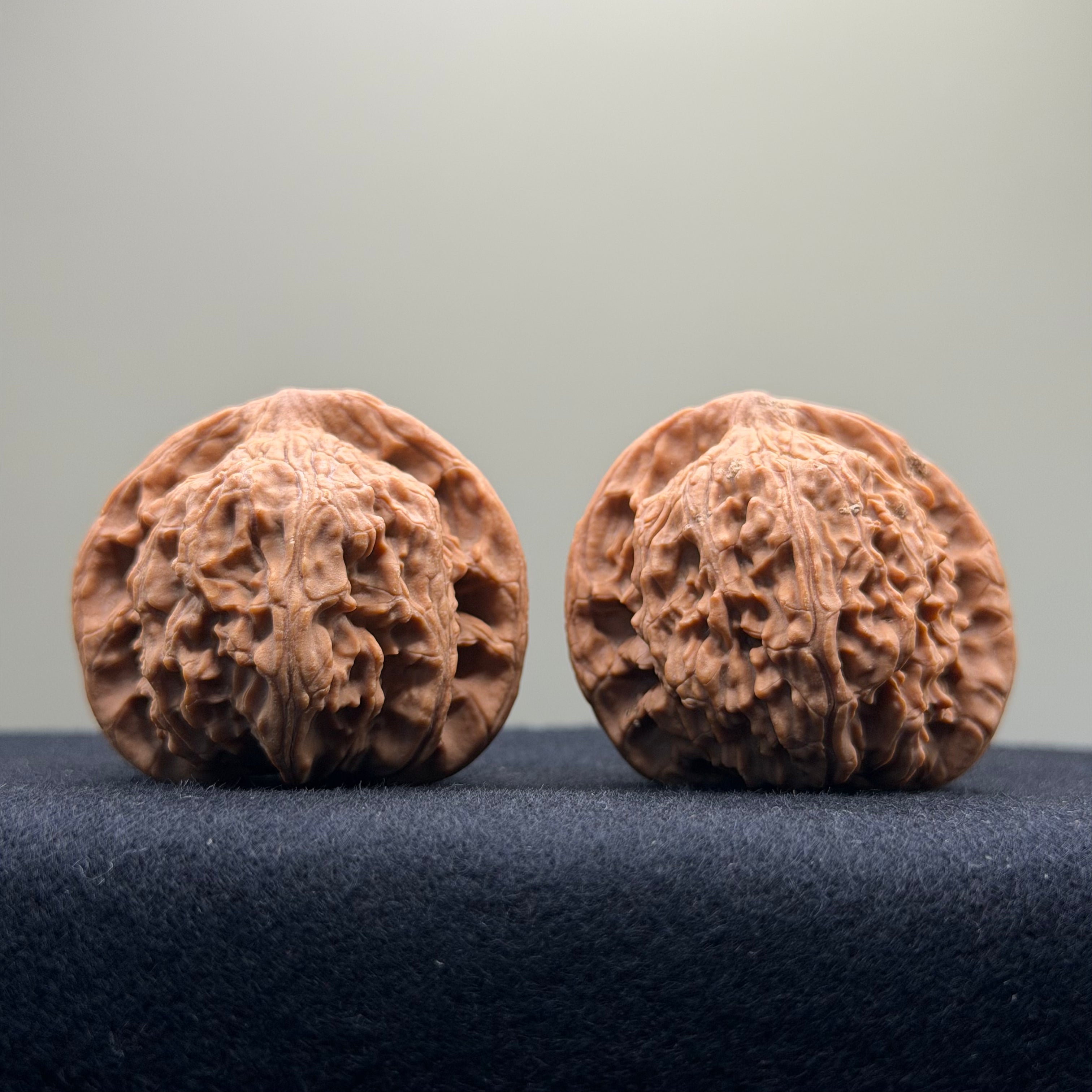 Red Lion Wenwan Walnut · 39mm · Natural · Entry Ritual
