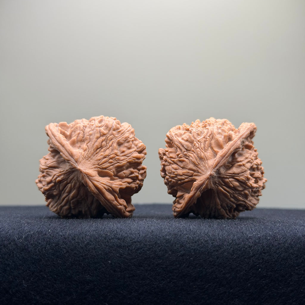 Red Lion Wenwan Walnut · 39mm · Natural · Entry Ritual