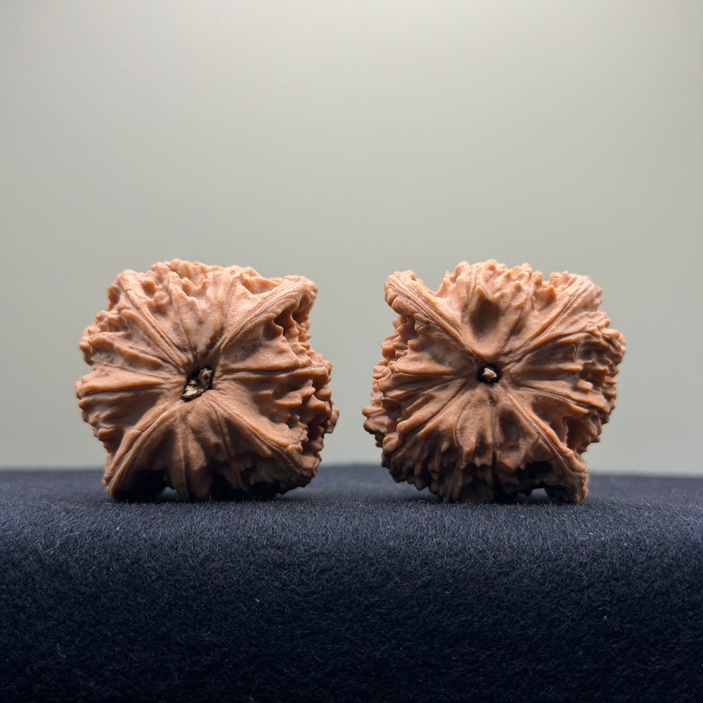 Red Lion Wenwan Walnut · 39mm · Natural · Entry Ritual
