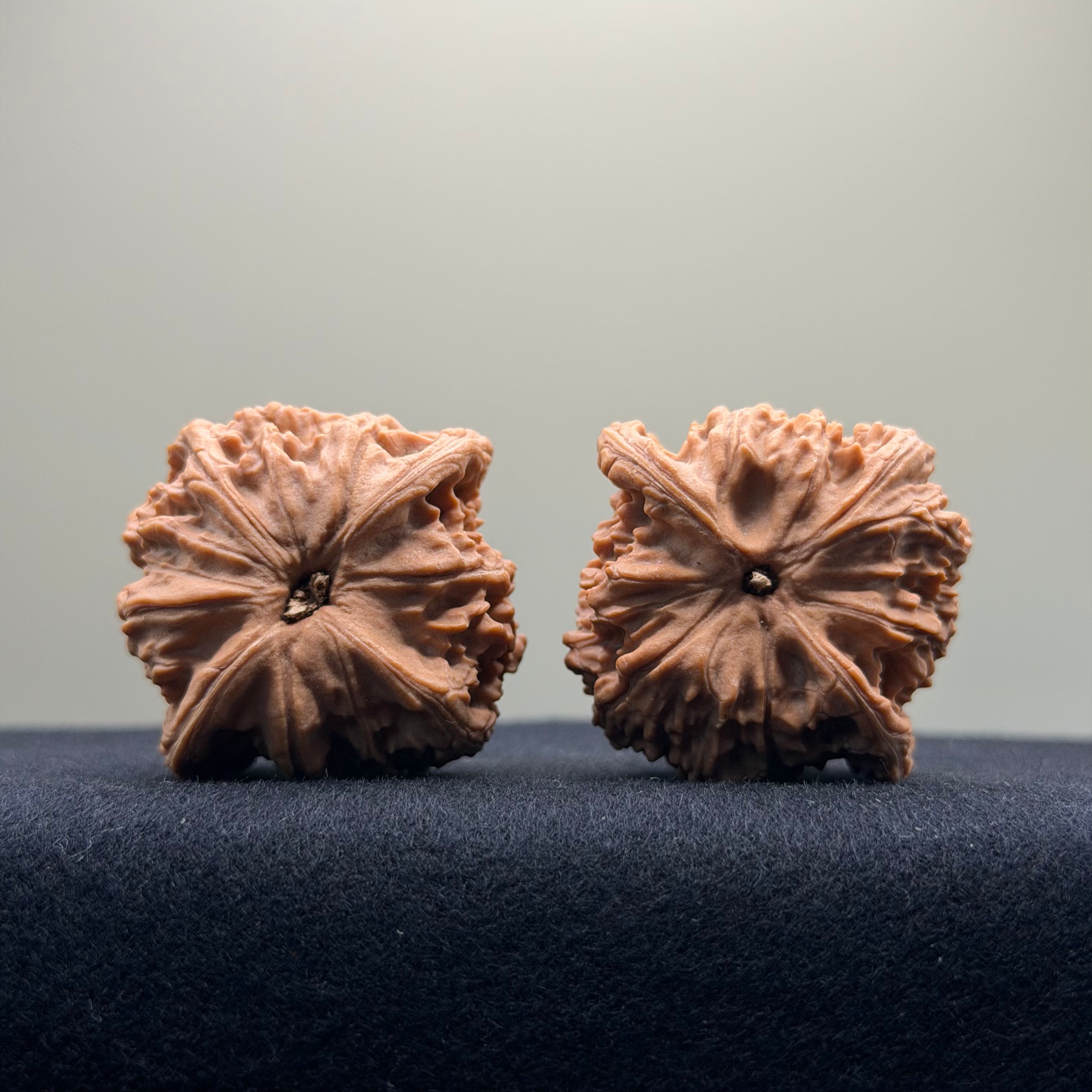 Red Lion Wenwan Walnut · 39mm · Natural · Entry Ritual
