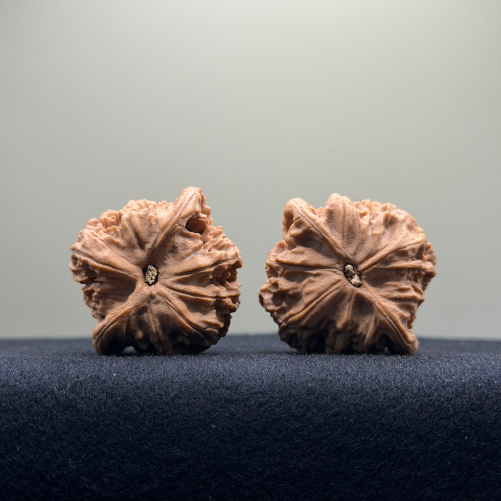 Red Lion Wenwan Walnut · 38mm · Natural · Entry Ritual