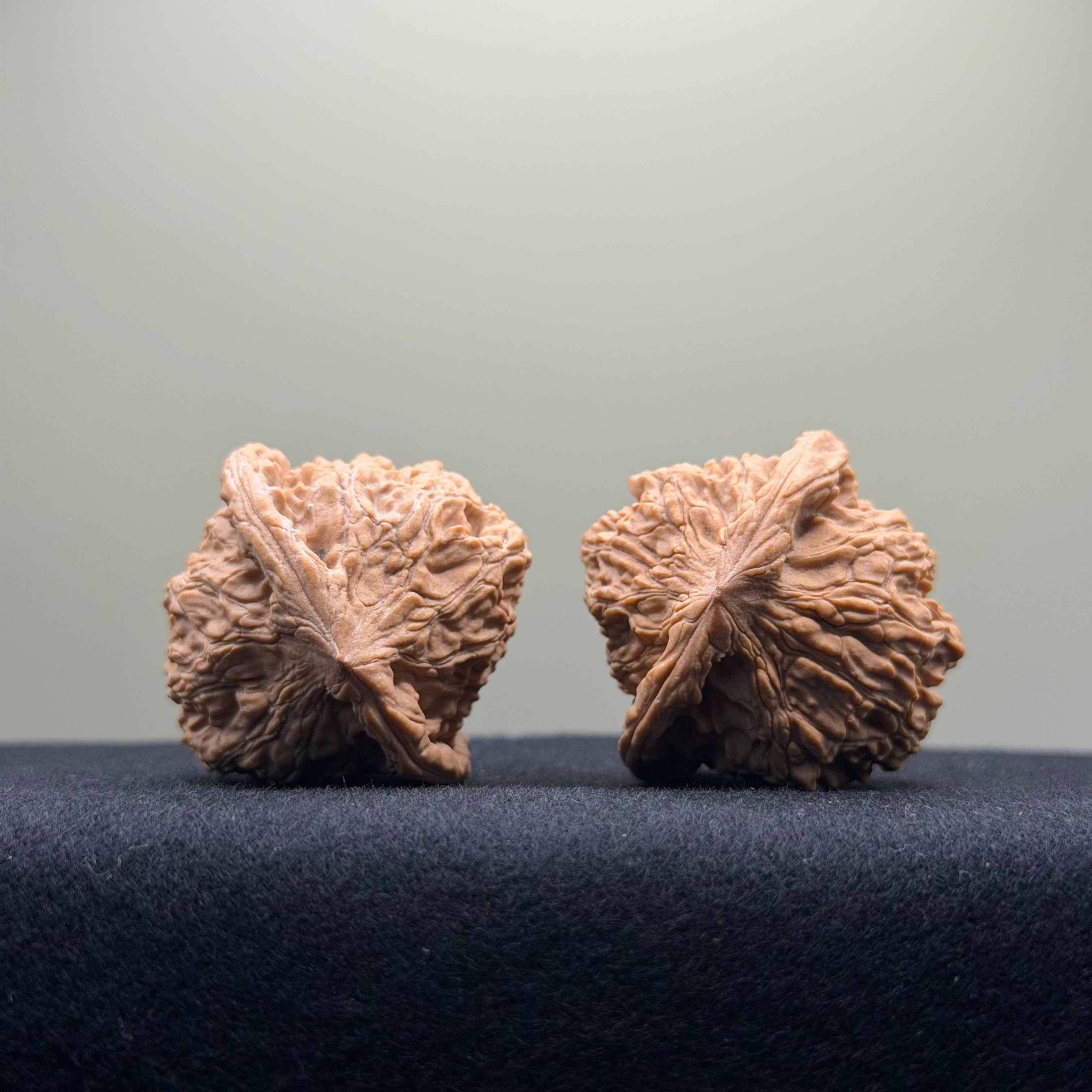 Red Lion Wenwan Walnut · 37mm · Natural · Entry Ritual
