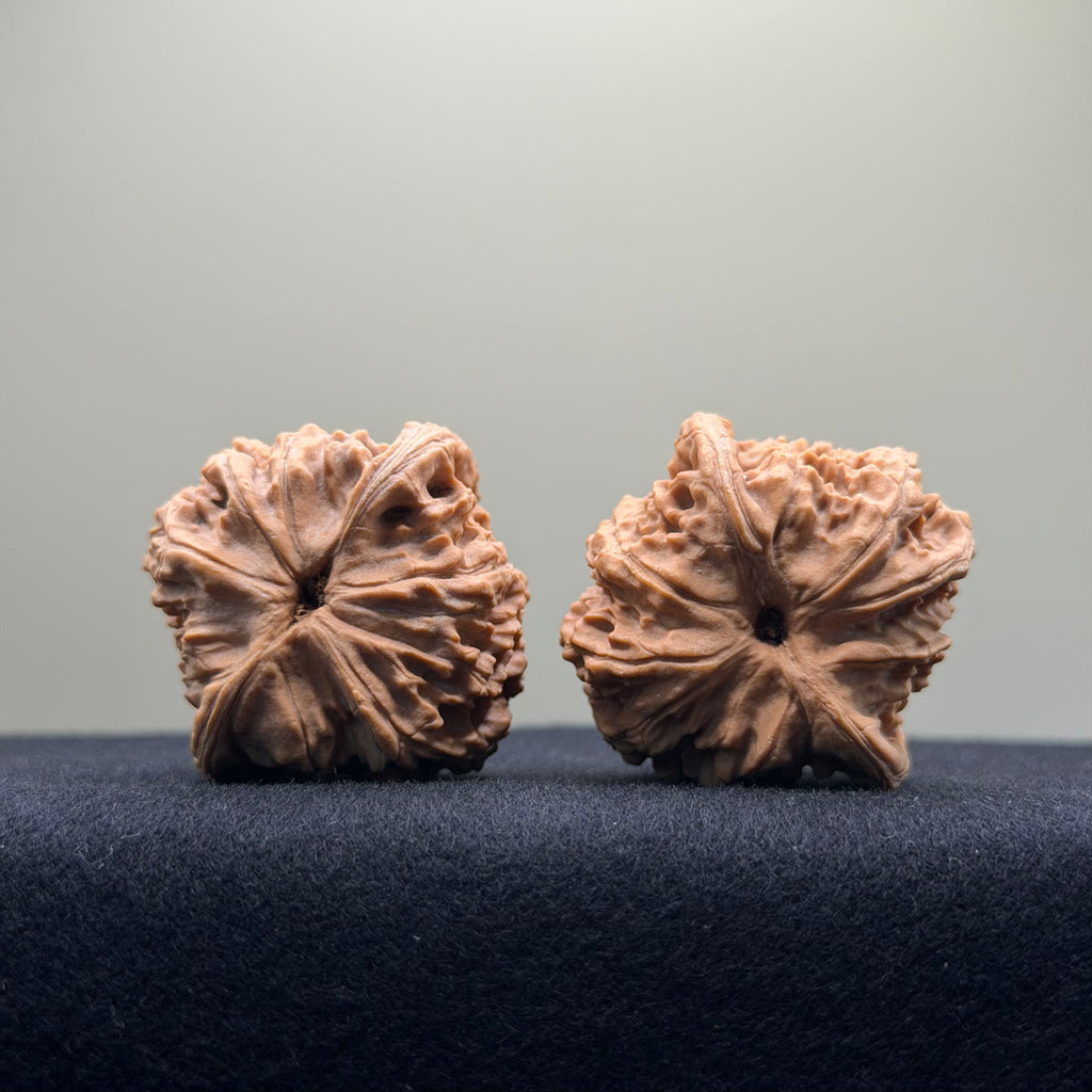 Red Lion Wenwan Walnut · 37mm · Natural · Entry Ritual