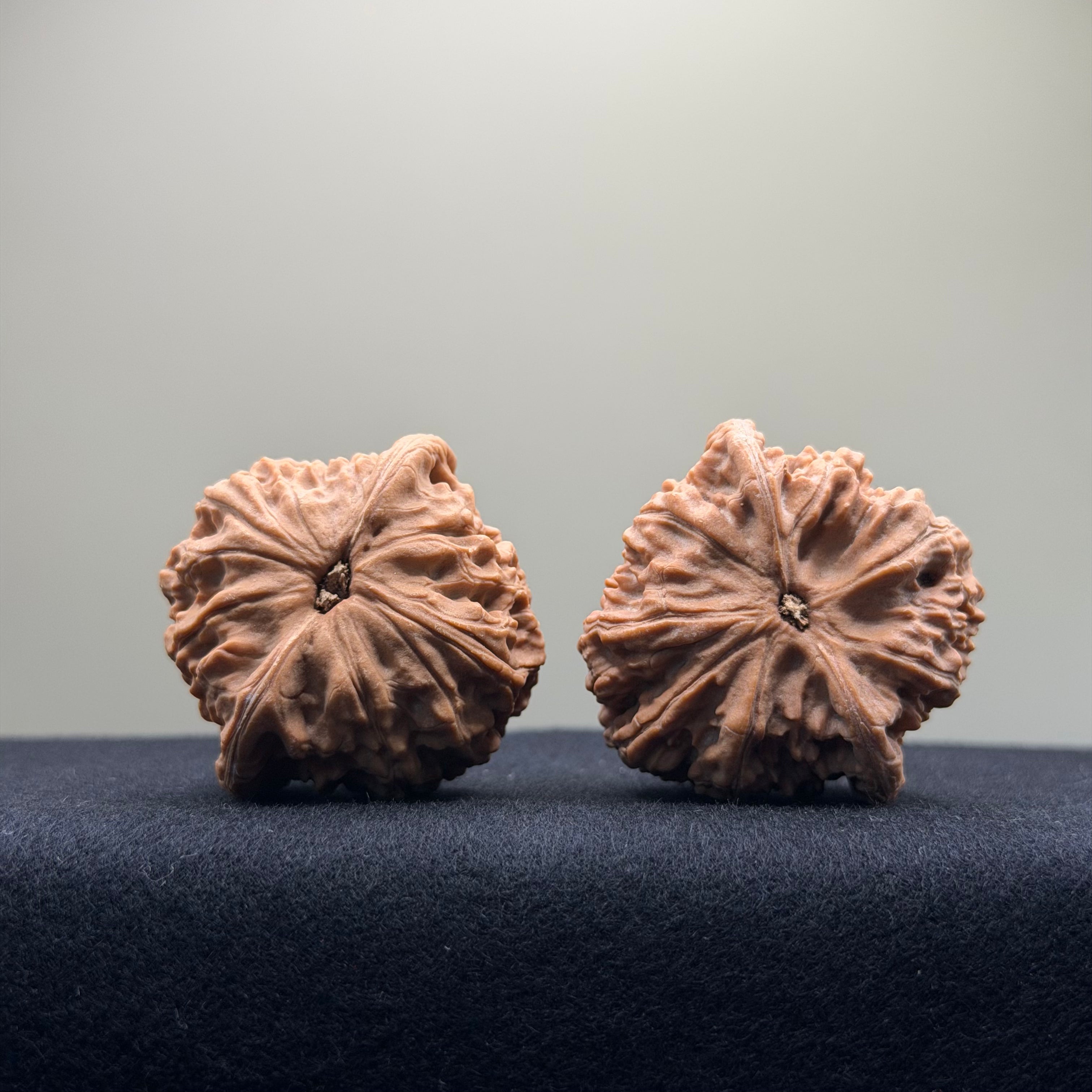 Red Lion Wenwan Walnut · 40mm · Natural · Entry Ritual