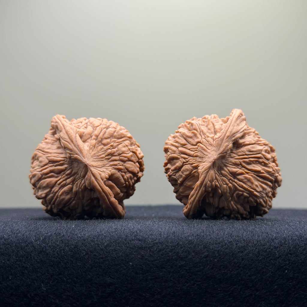 Red Lion Wenwan Walnut · 38mm · Natural · Entry Ritual