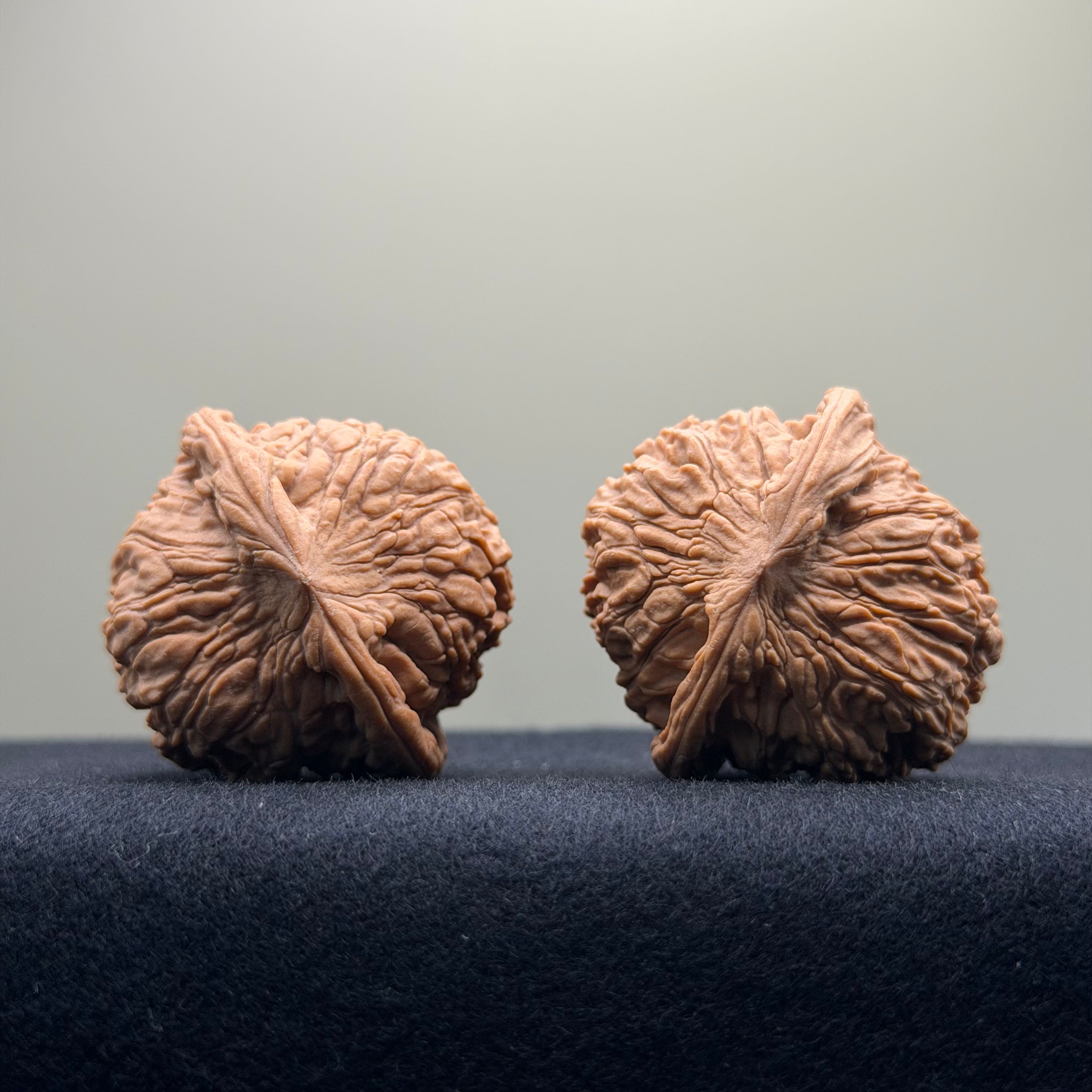 Red Lion Wenwan Walnut · 38mm · Natural · Entry Ritual