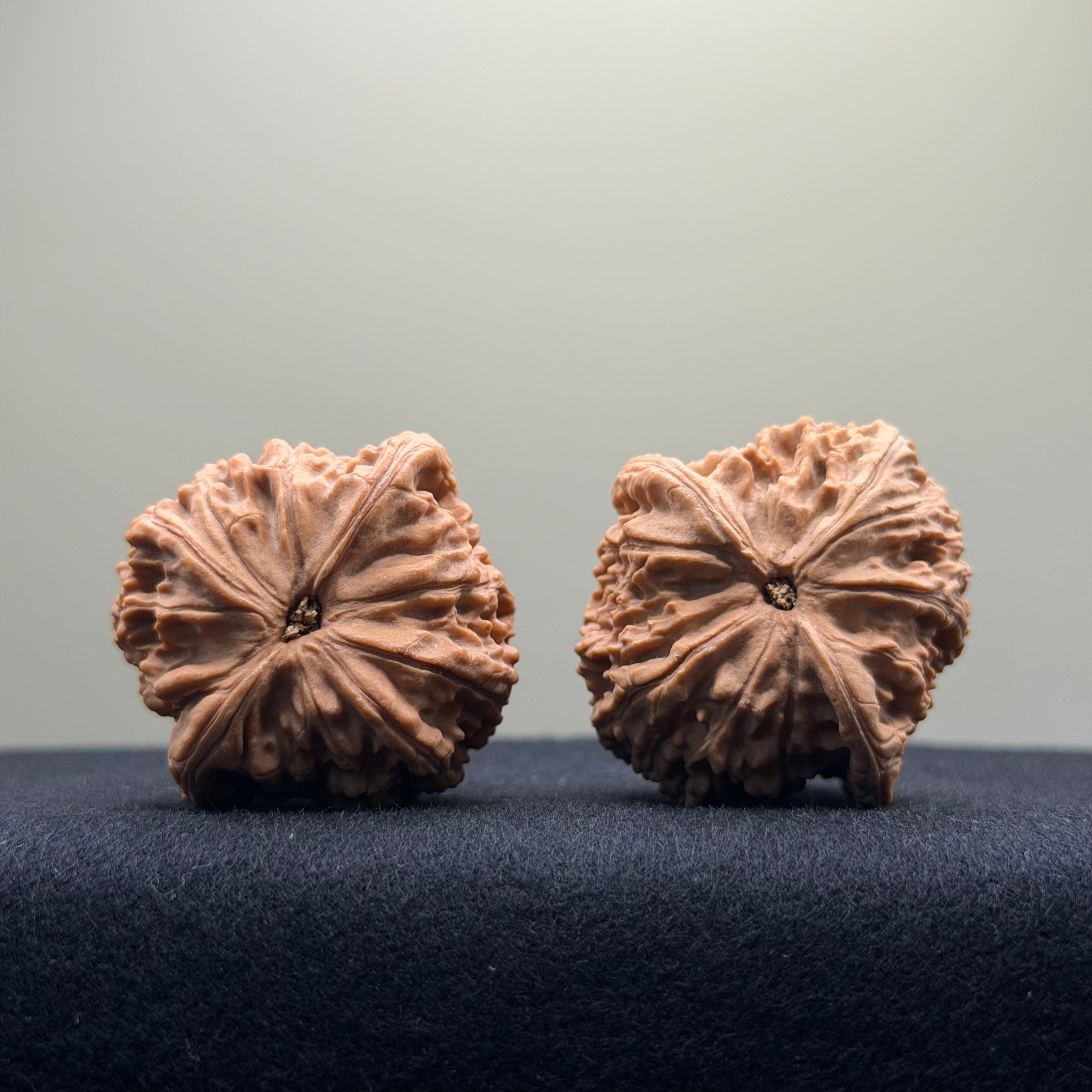 Red Lion Wenwan Walnut · 38mm · Natural · Entry Ritual