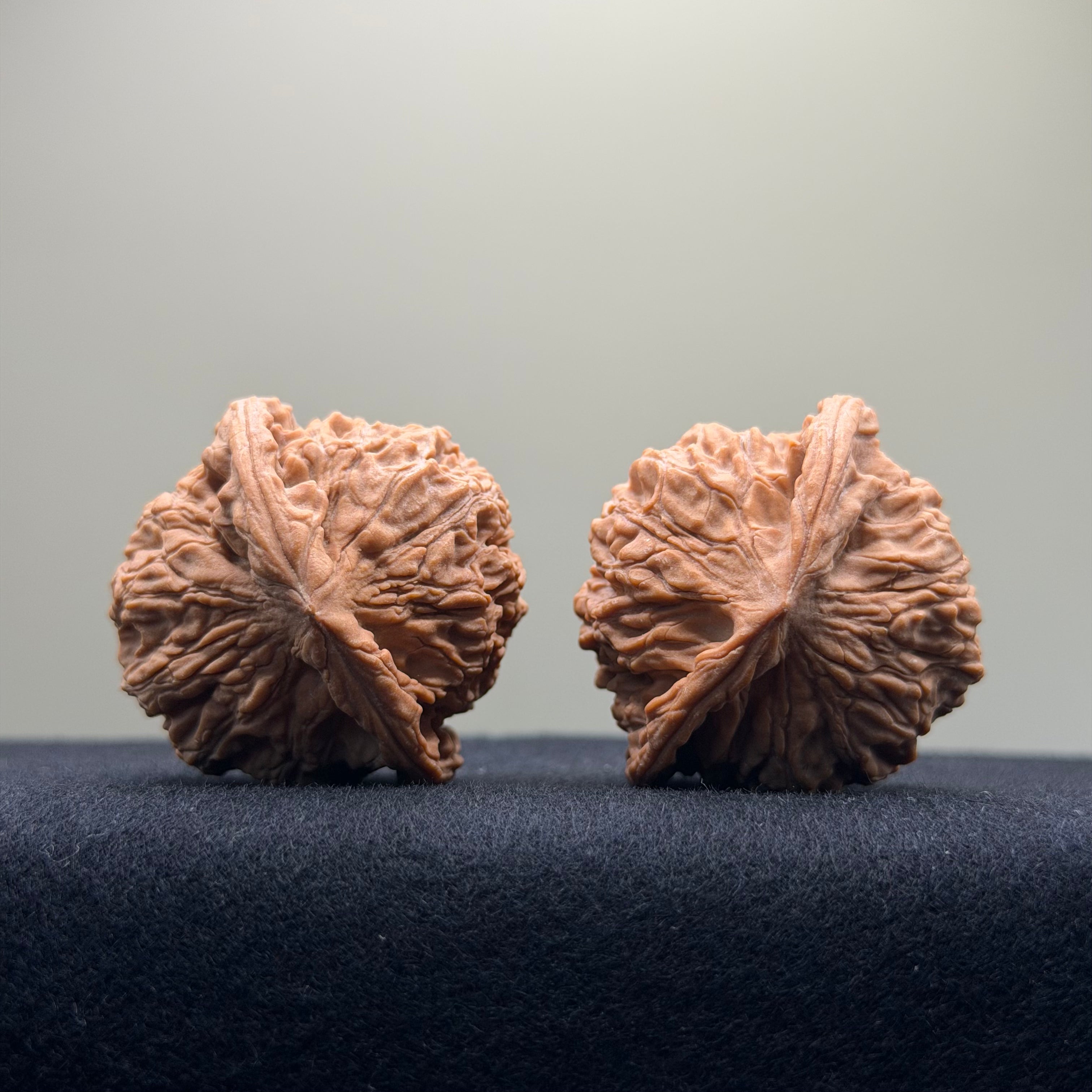 Red Lion Wenwan Walnut · 39mm · Natural · Entry Ritual