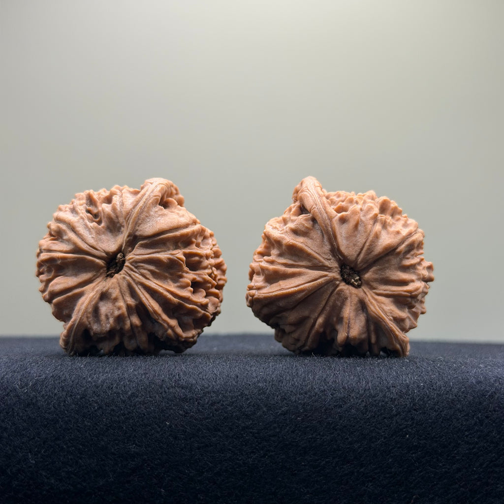 Red Lion Wenwan Walnut · 39mm · Natural · Entry Ritual
