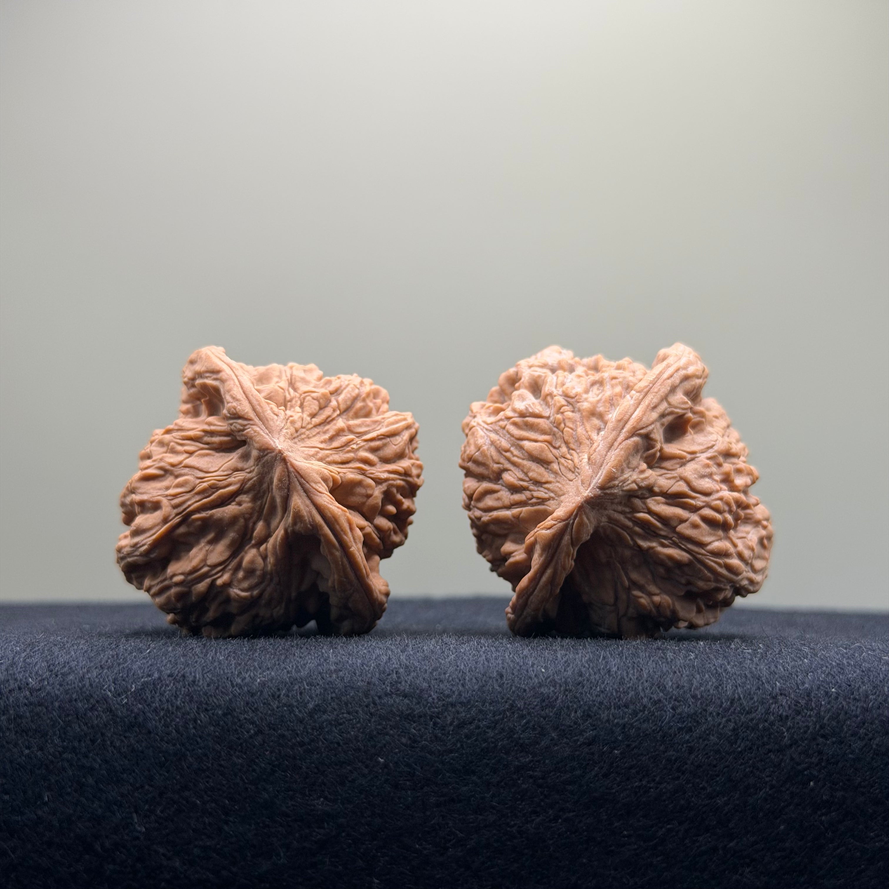 Red Lion Wenwan Walnut · 38mm · Natural · Entry Ritual