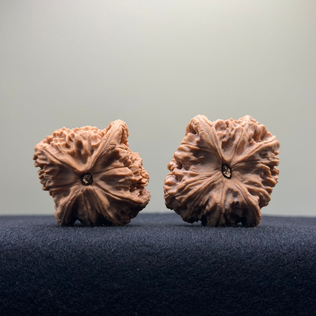 Red Lion Wenwan Walnut · 38mm · Natural · Entry Ritual