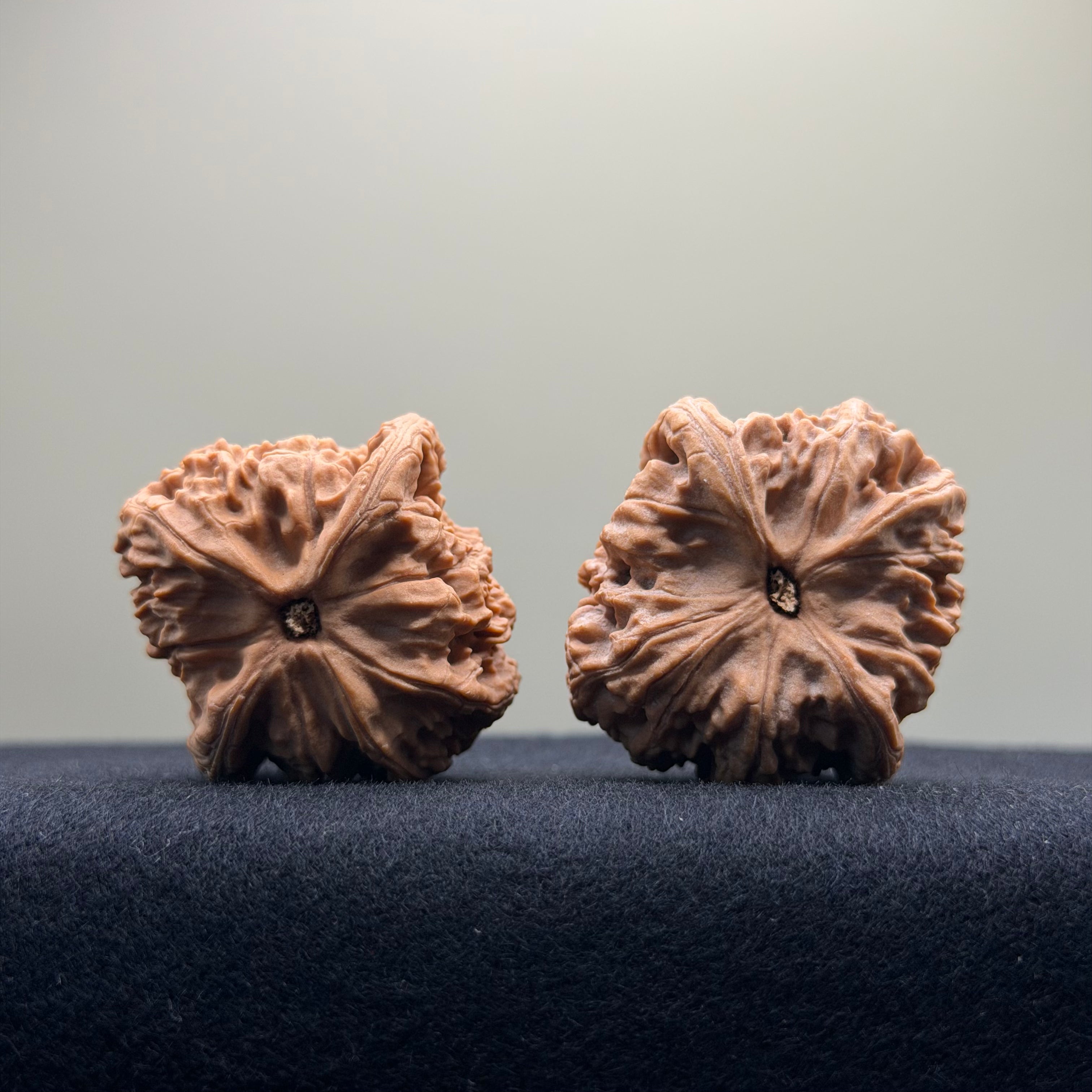 Red Lion Wenwan Walnut · 38mm · Natural · Entry Ritual