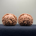 Red Lion Wenwan Walnut · 41mm · Natural · Select Ritual
