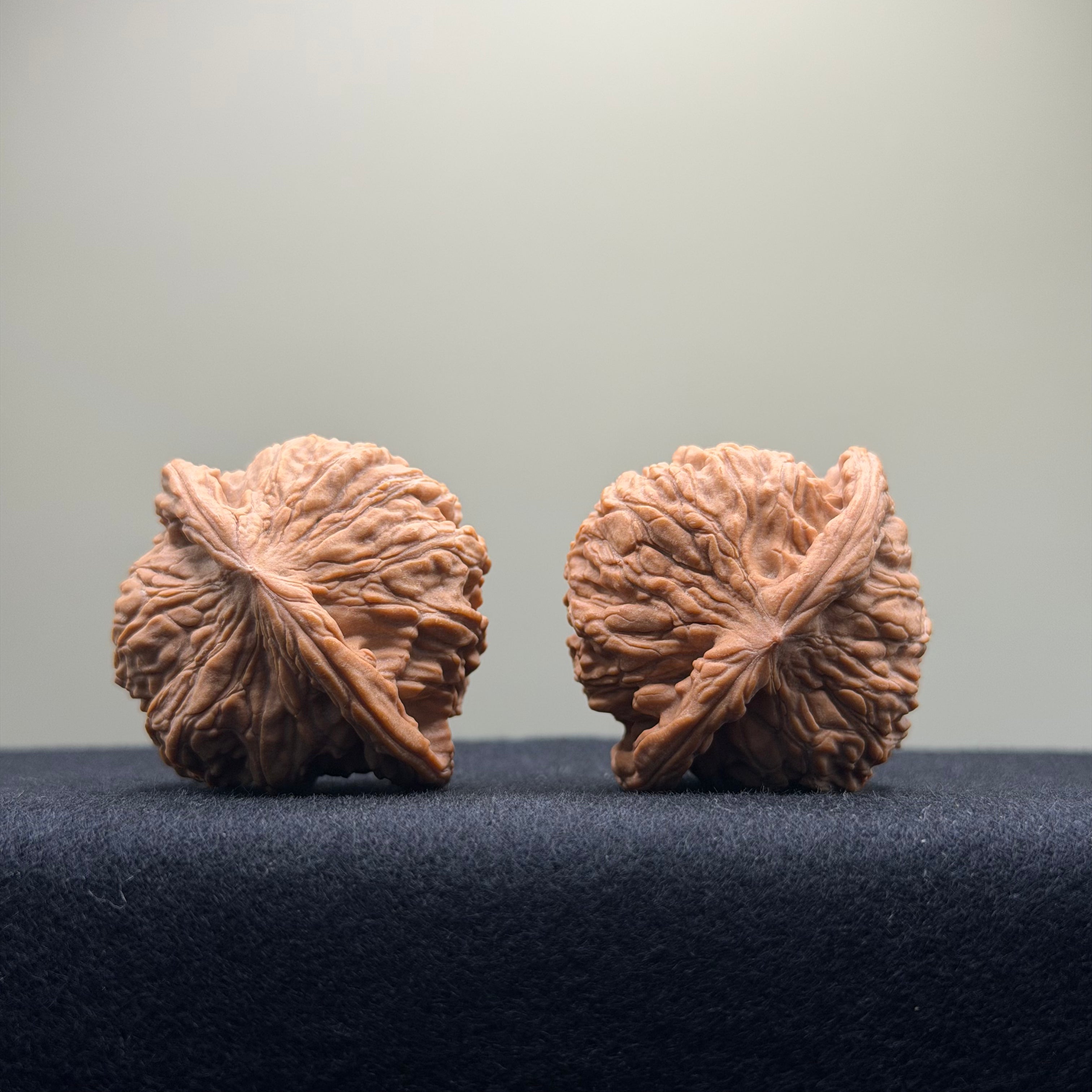 Red Lion Wenwan Walnut · 41mm · Natural · Select Ritual