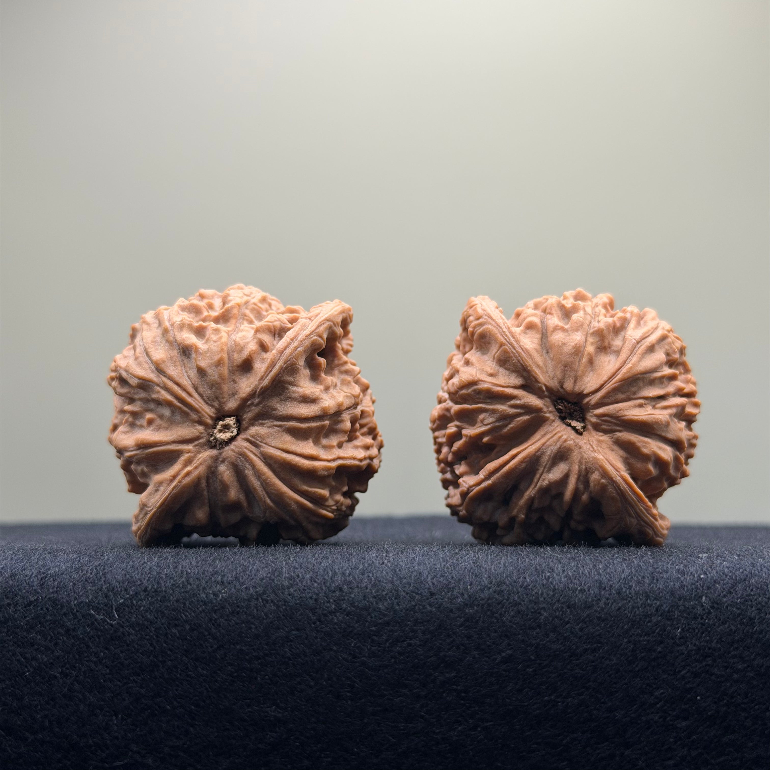 Red Lion Wenwan Walnut · 41mm · Natural · Select Ritual