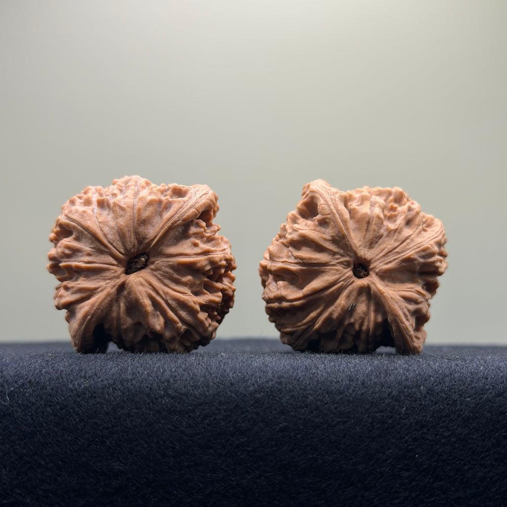 Red Lion Wenwan Walnut · 38mm · Natural · Select Ritual