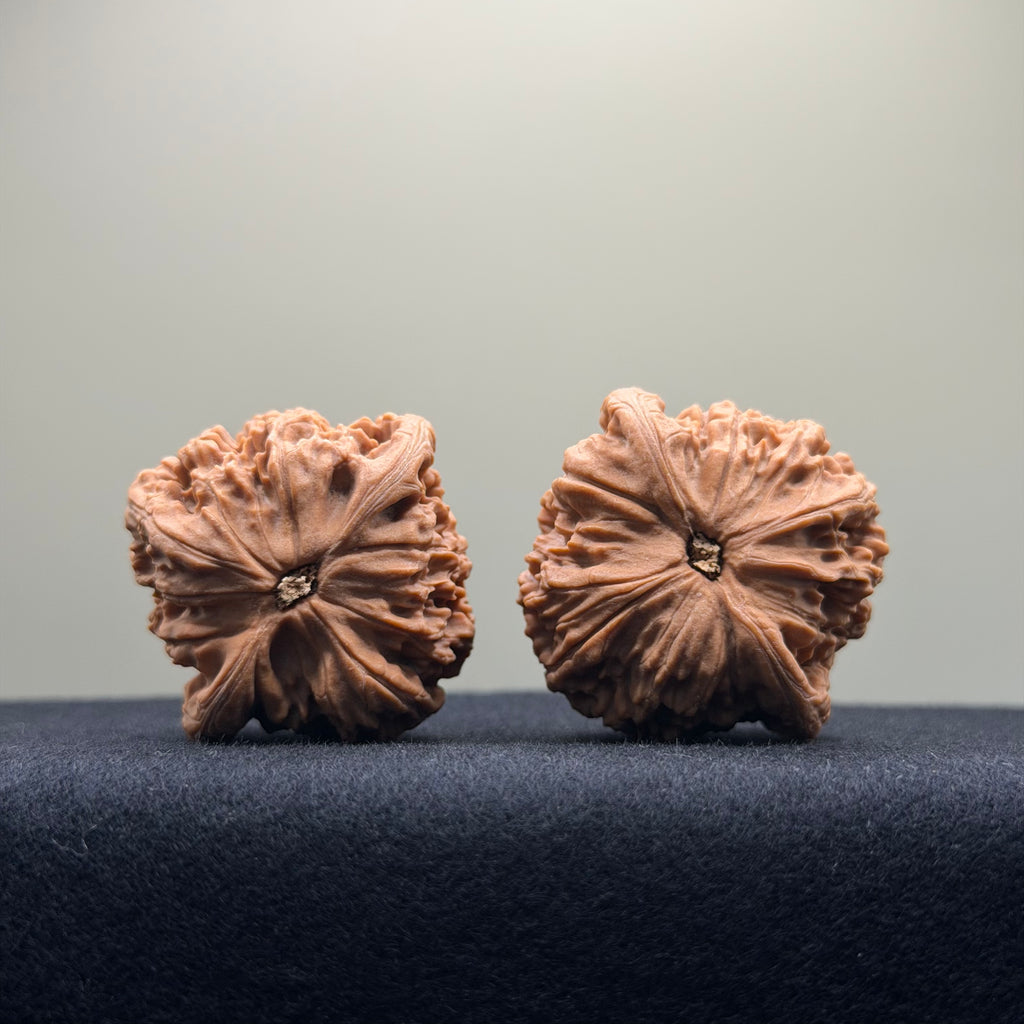 Red Lion Wenwan Walnut · 40mm · Natural · Select Ritual