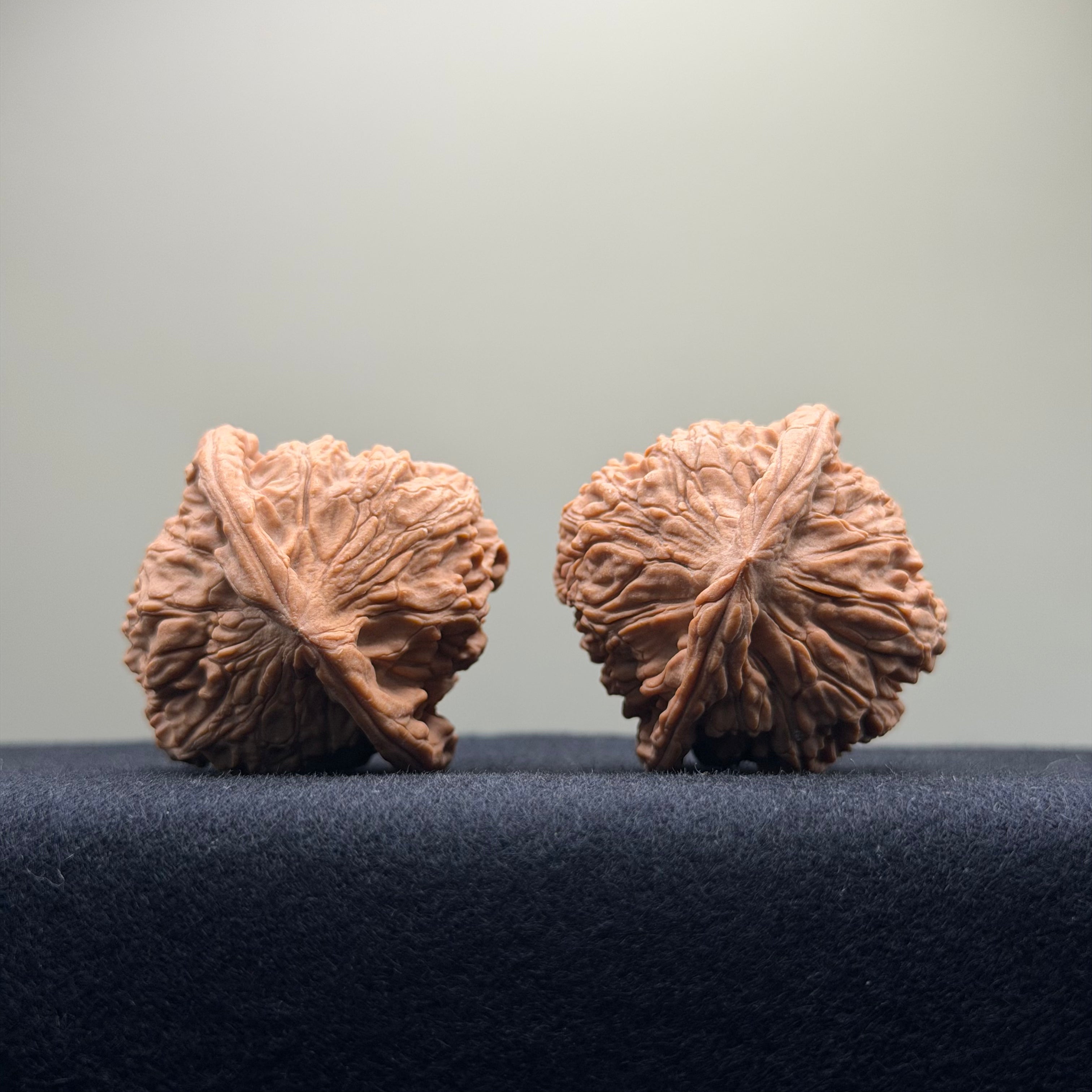 Red Lion Wenwan Walnut · 40mm · Natural · Select Ritual
