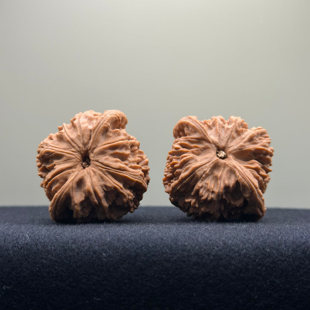 Red Lion Wenwan Walnut · 40mm · Natural · Select Ritual