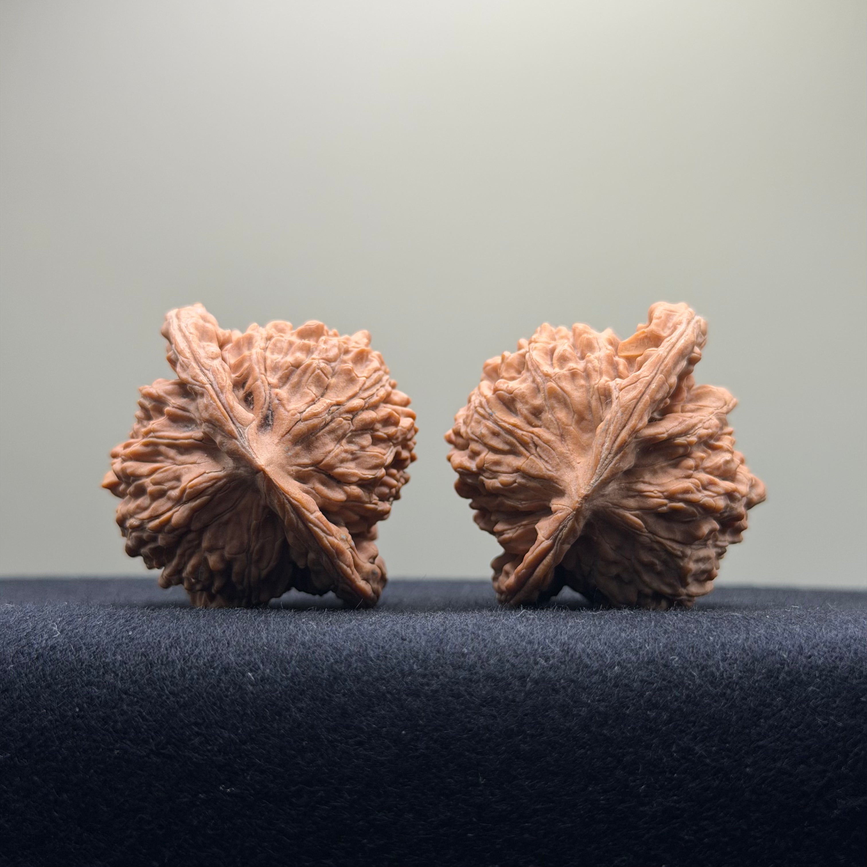 Four Towers Wenwan Walnut · 42mm · Natural · Premium Ritual