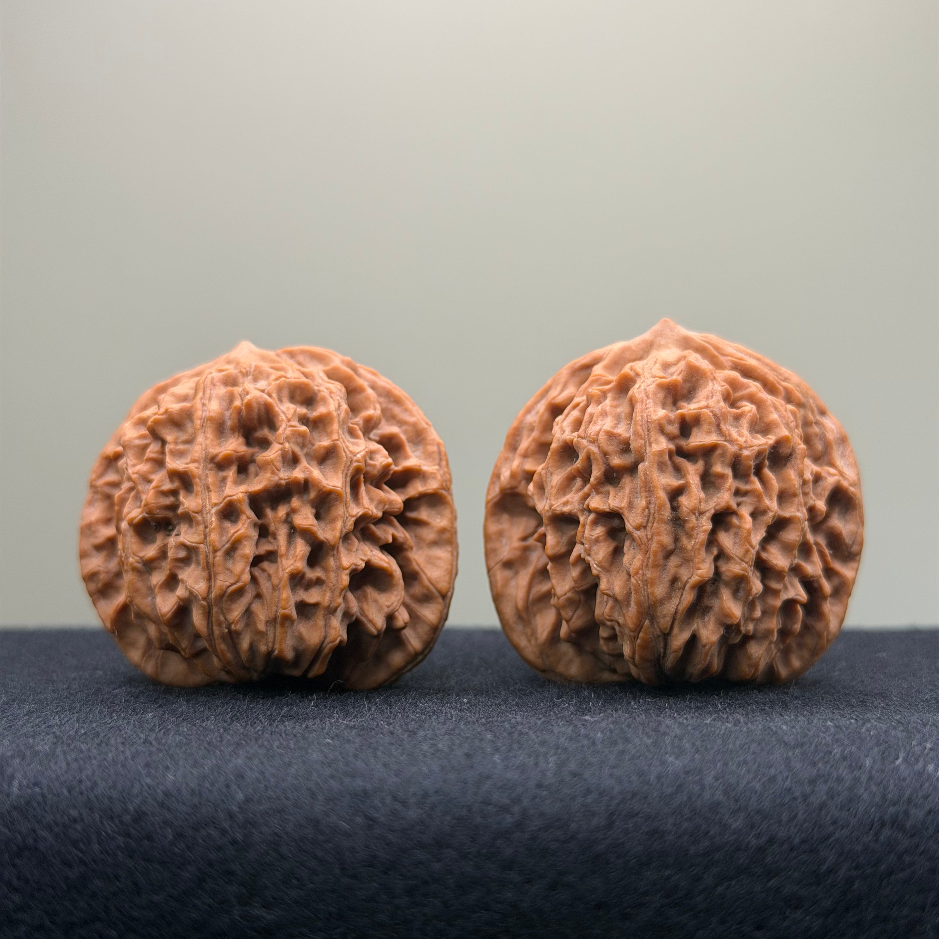 Coiled Dragon Pattern Wenwan Walnut · 39mm · Natural · Entry Ritual
