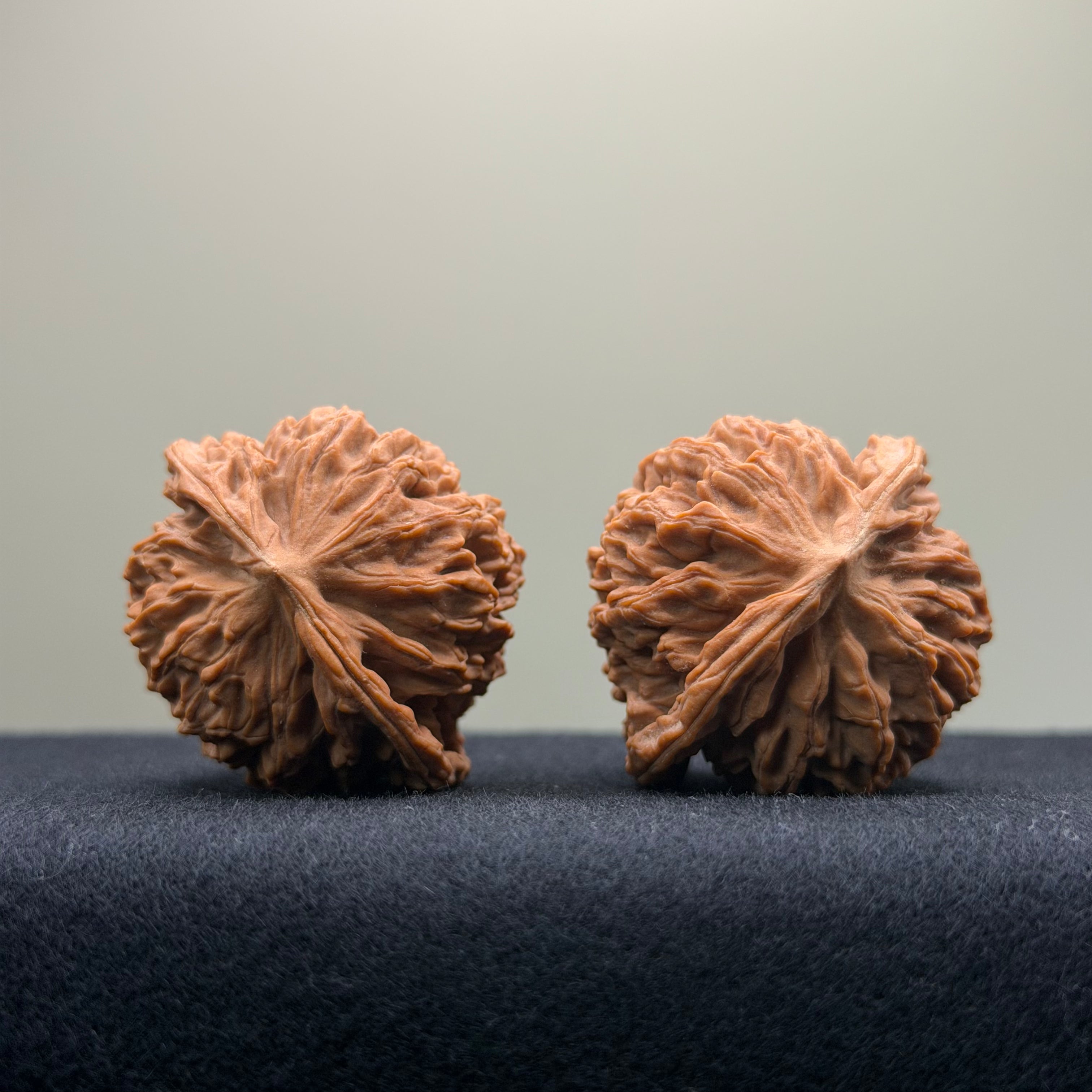 Coiled Dragon Pattern Wenwan Walnut · 39mm · Natural · Entry Ritual