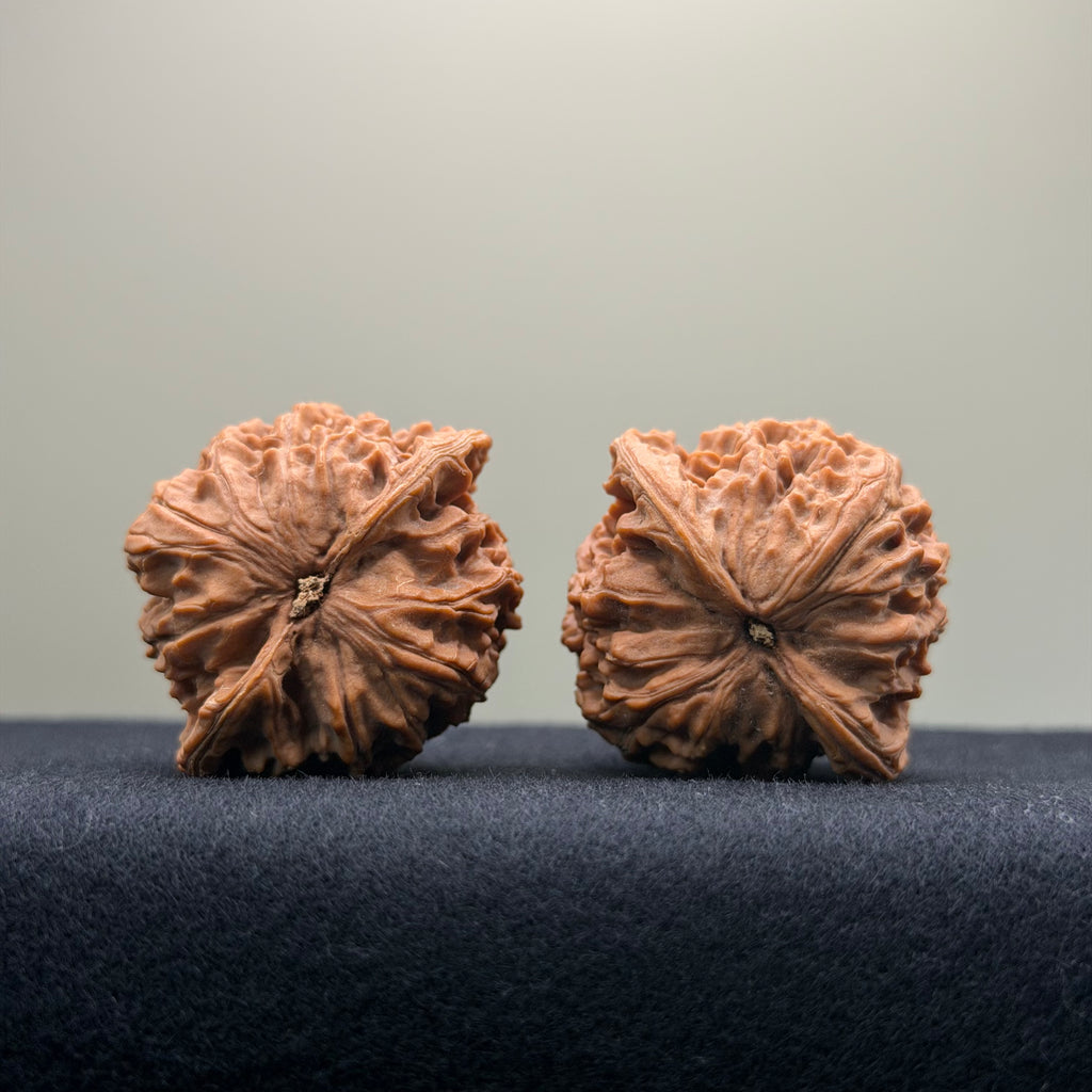 Coiled Dragon Pattern Wenwan Walnut · 39mm · Natural · Entry Ritual