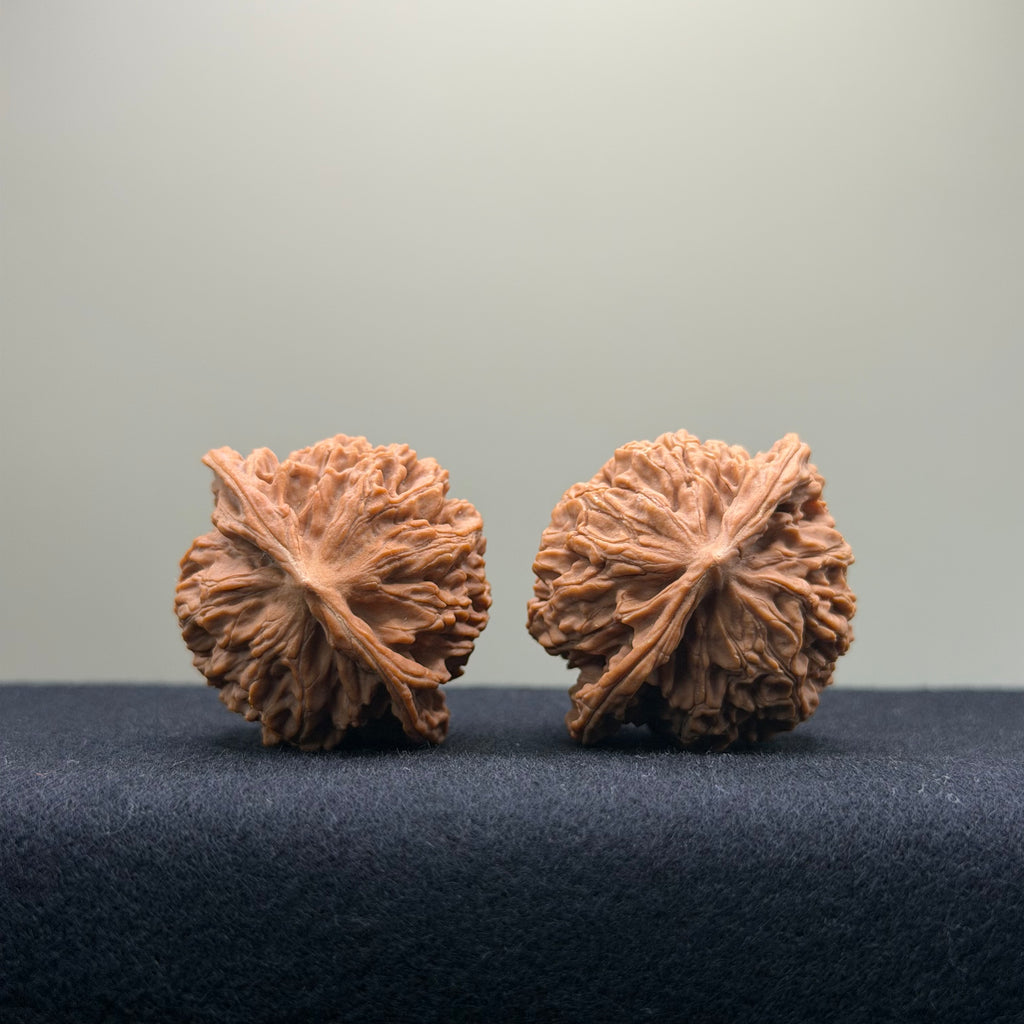 Coiled Dragon Pattern Wenwan Walnut · 39mm · Natural · Entry Ritual